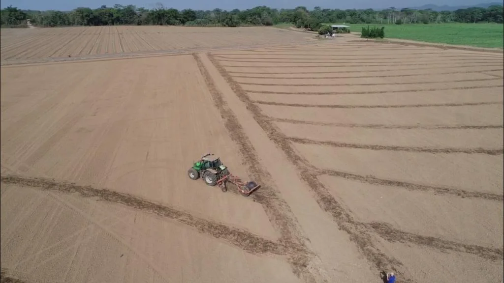 Clave para el exito de producción arrocero:  Consultoría AgriCien