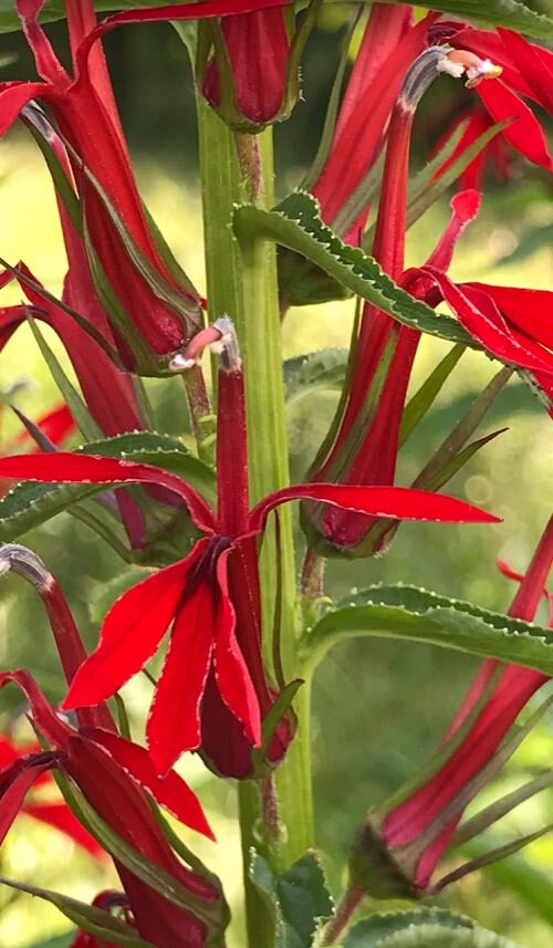 Cardinal flower.JPG