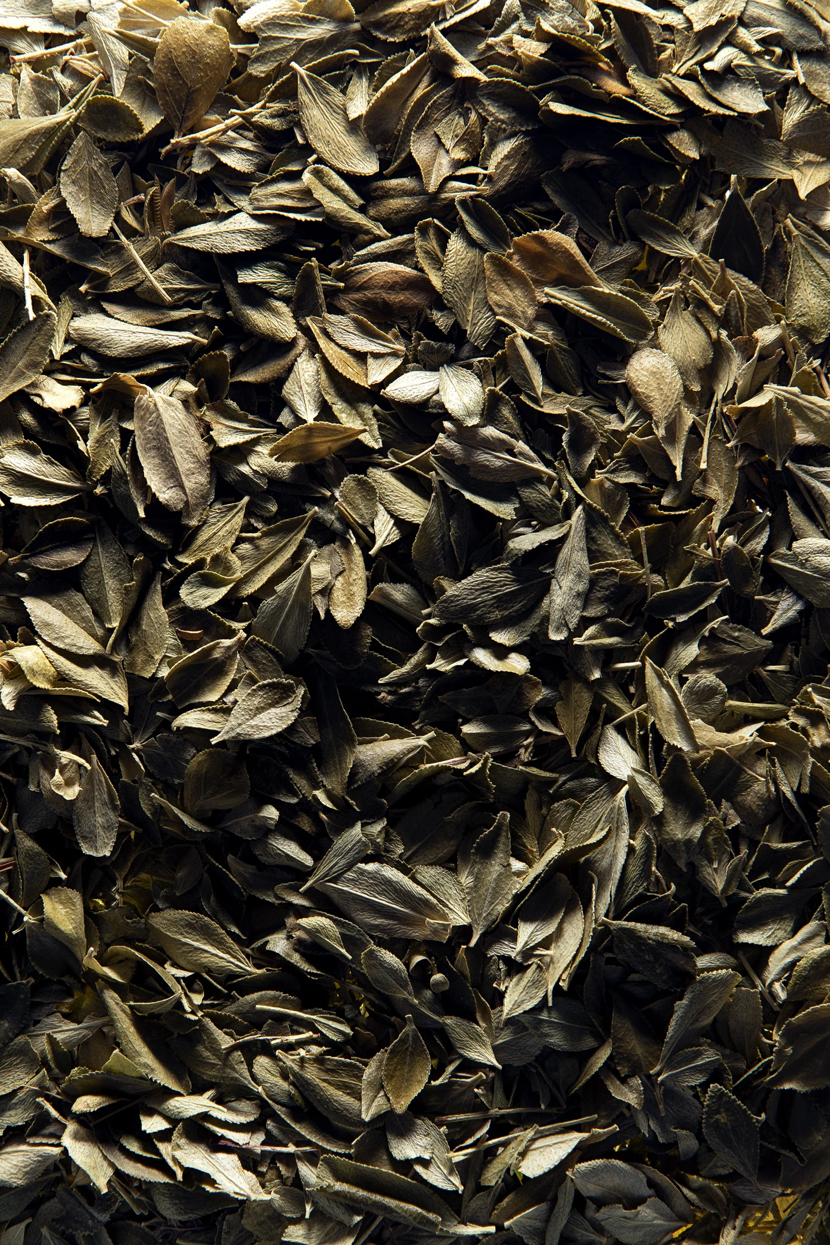 BUCHU (Barosma betulina)