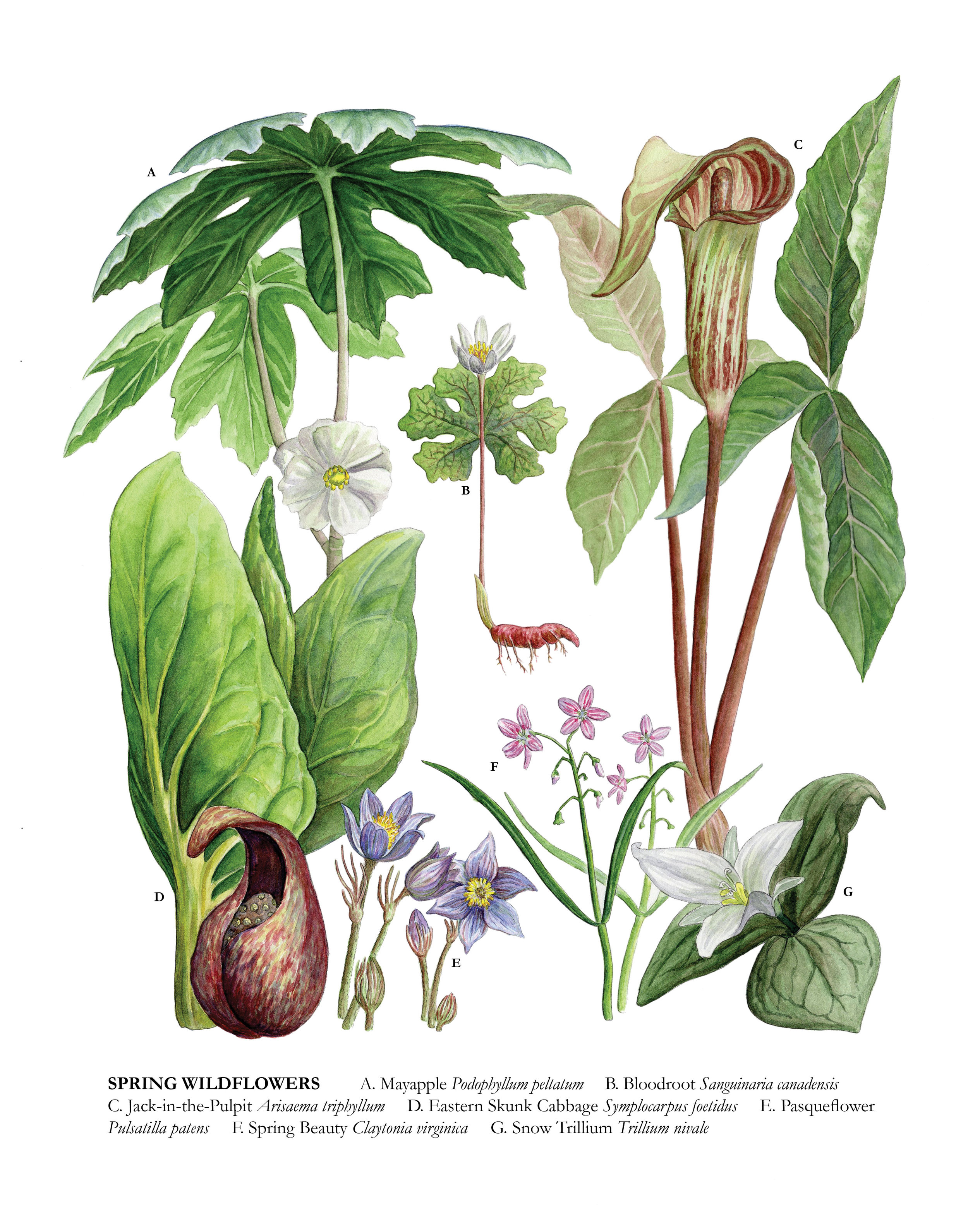 Spring Wildflowers