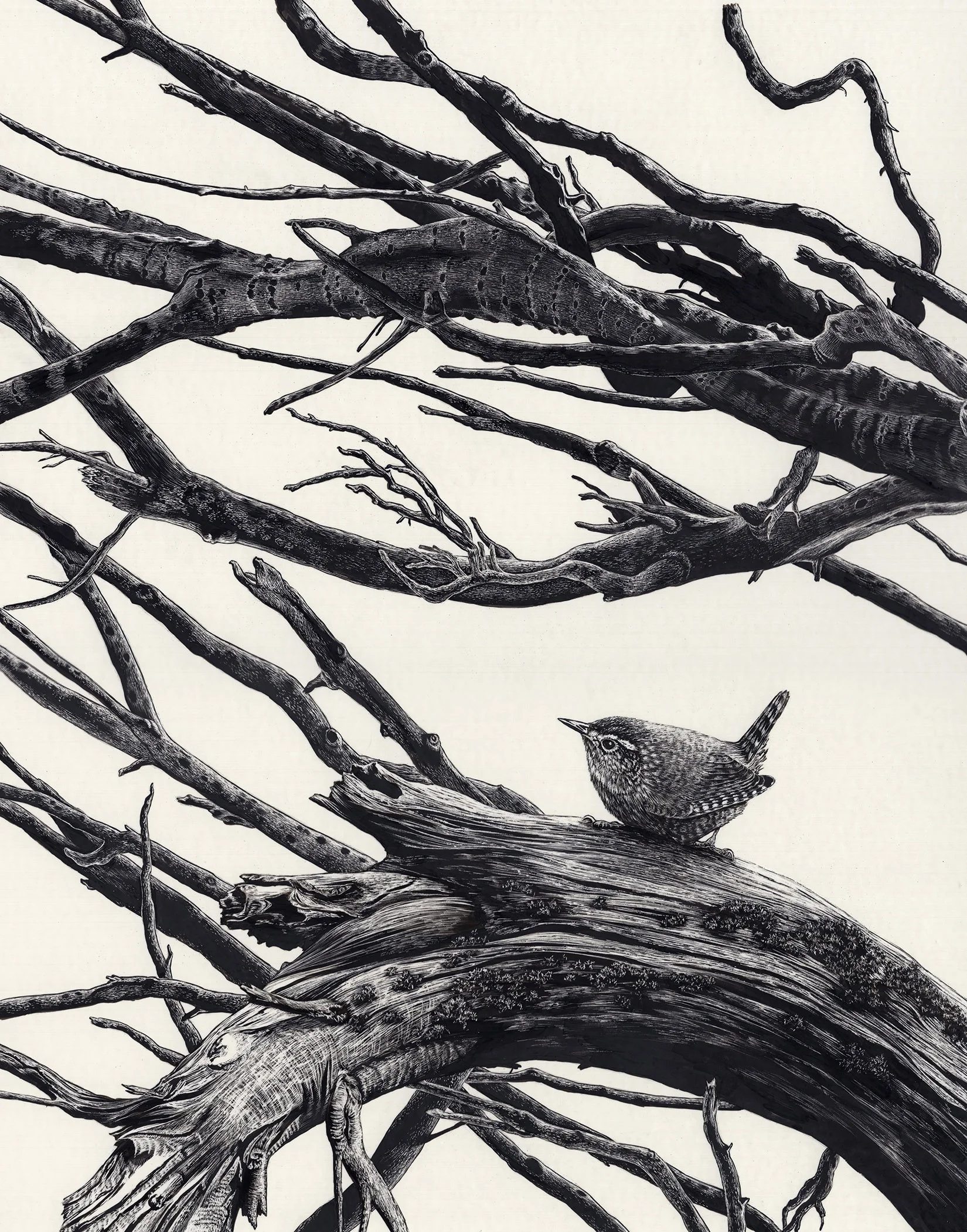 Winter Wren
