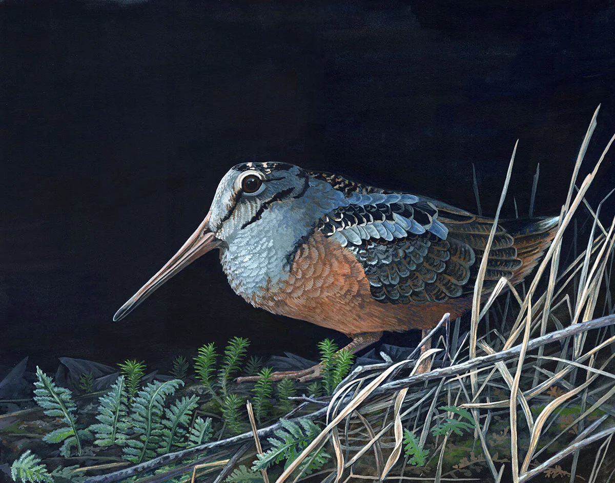 American Woodcock