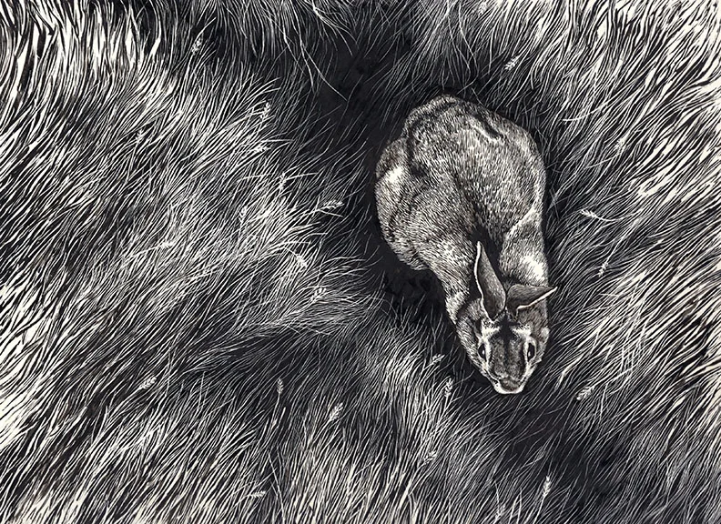 Eastern Cottontail