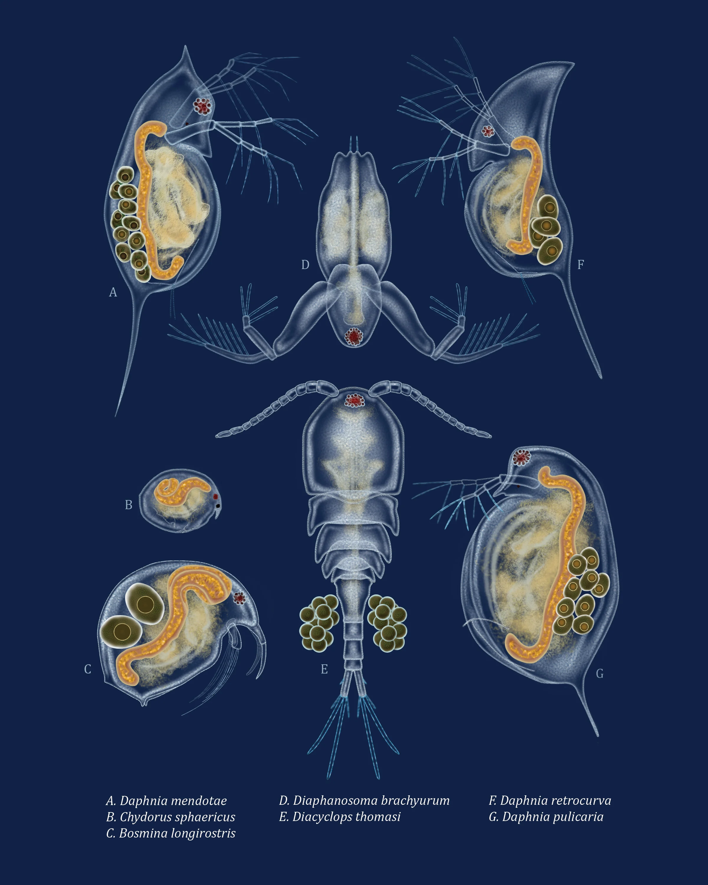 Zooplankton of the Great Lakes | Digital