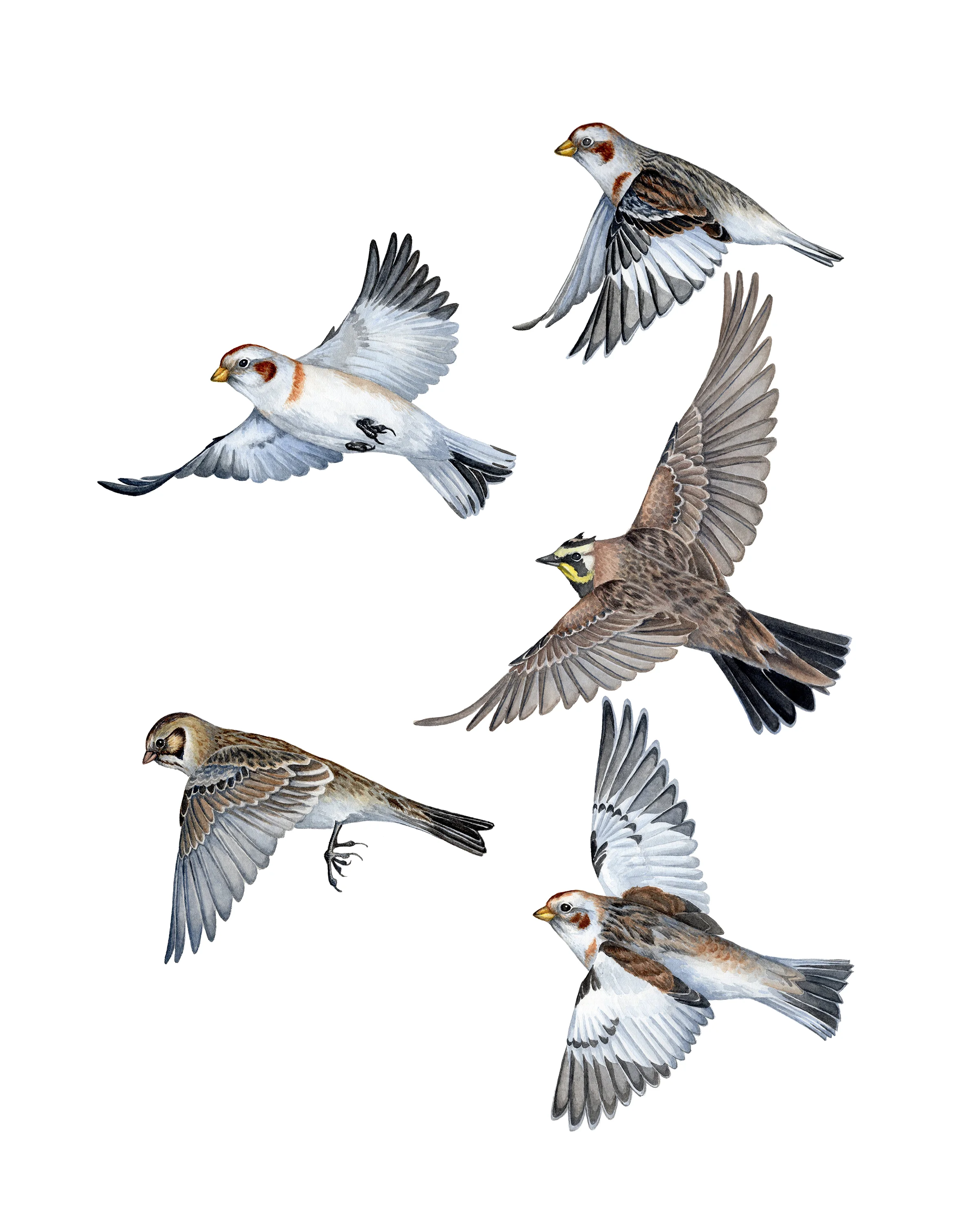 Winter Flock