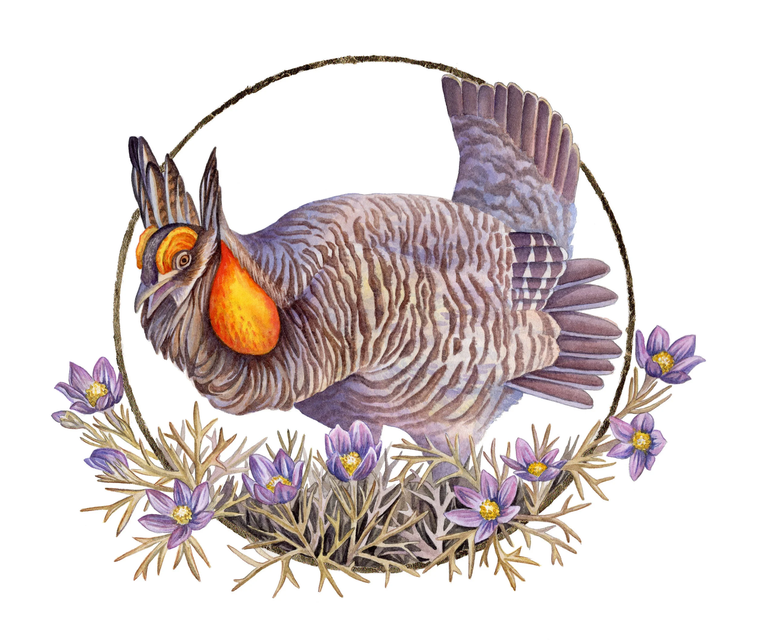 Prairie chicken final.jpg