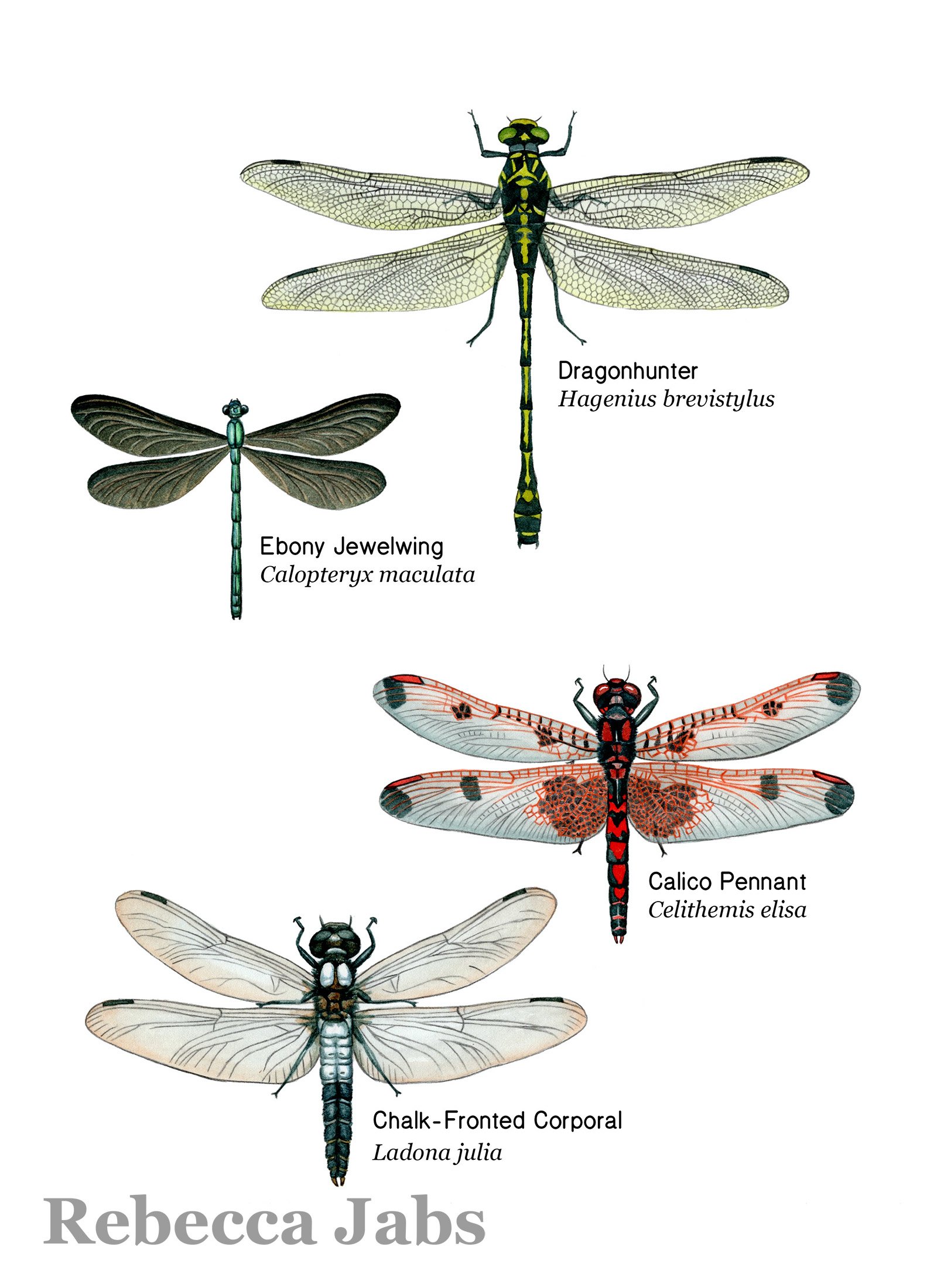 Dragonflies copy.jpg