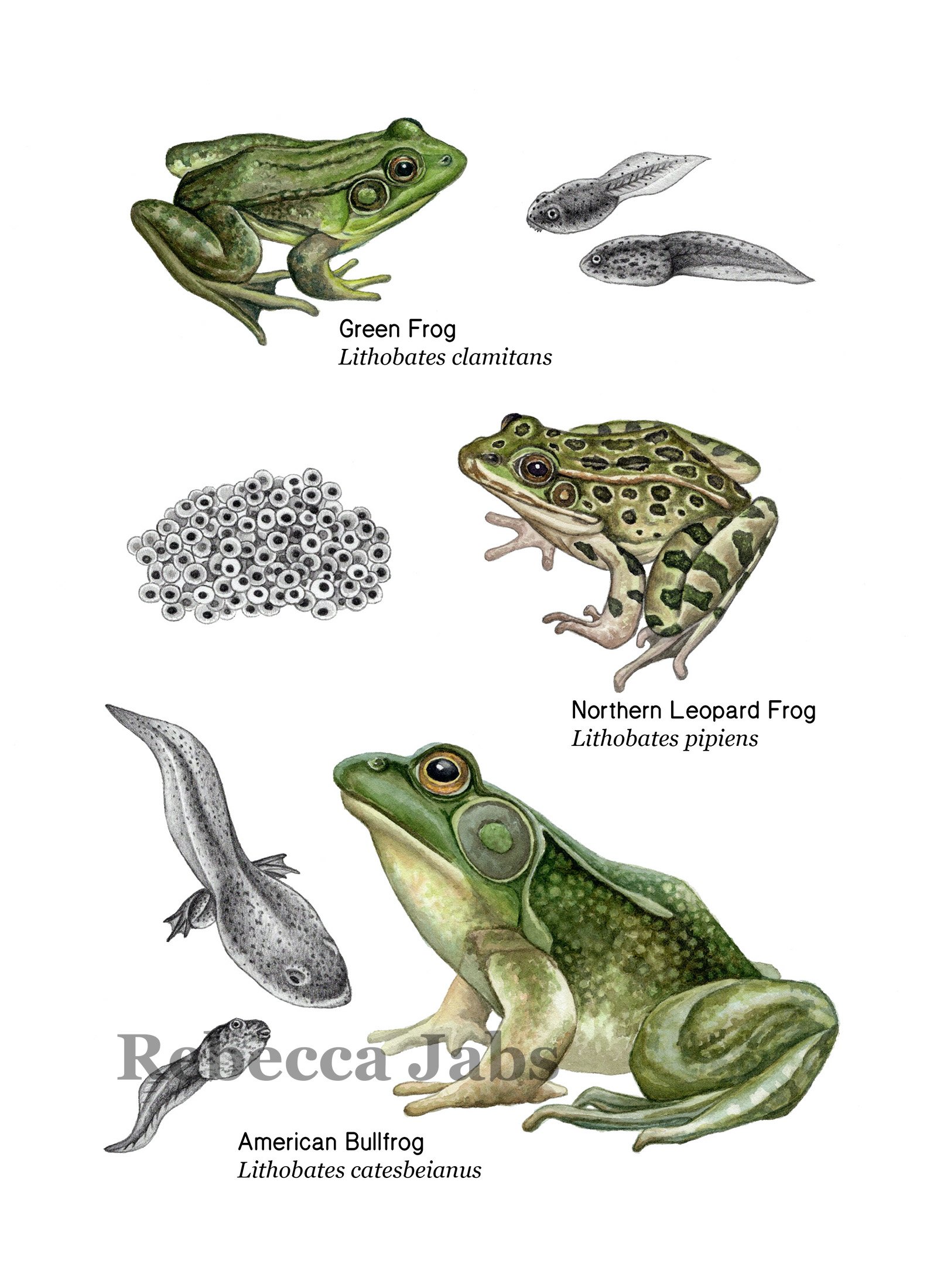 Frogs copy.jpg