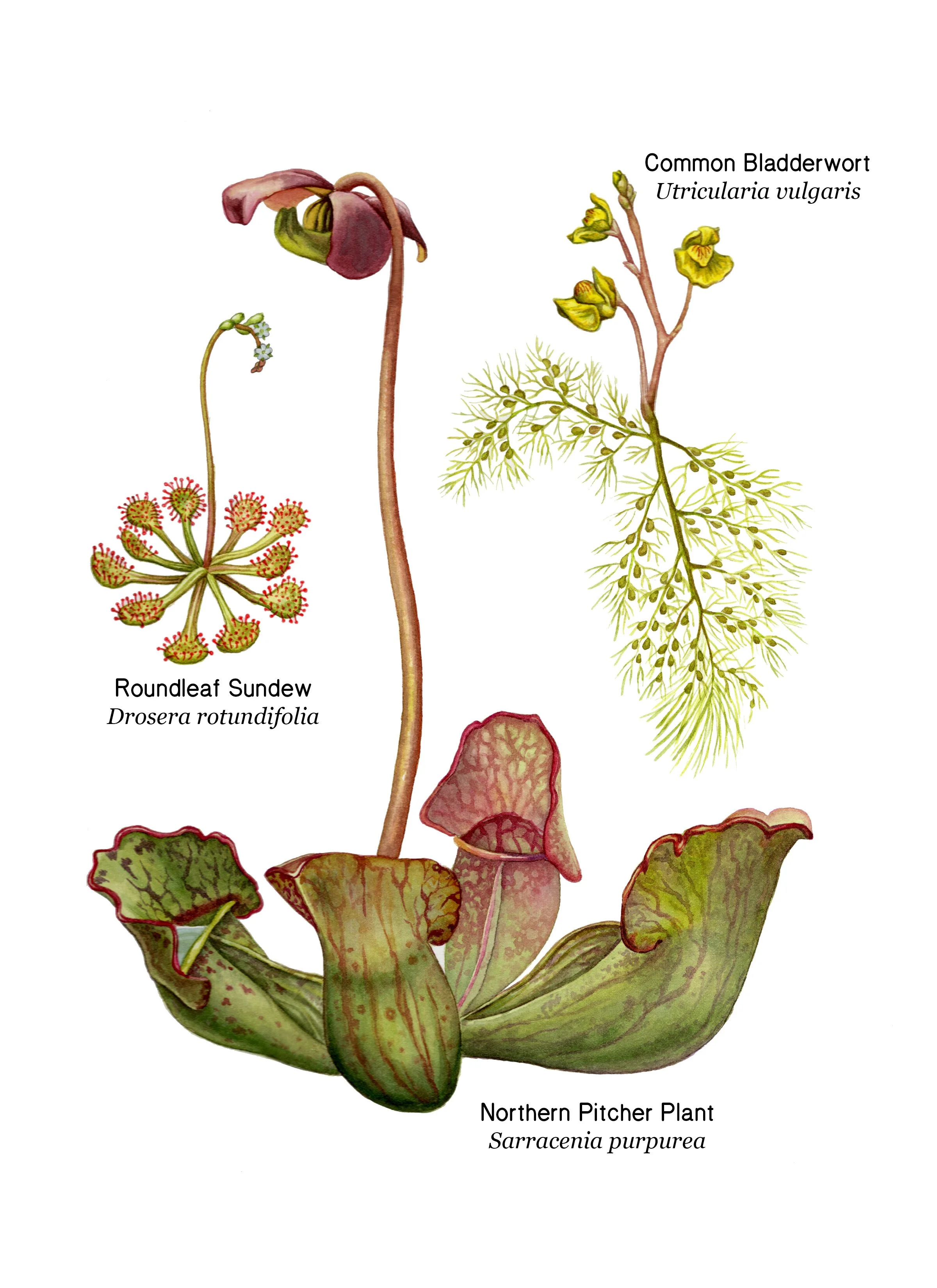 Carnivorous Plants