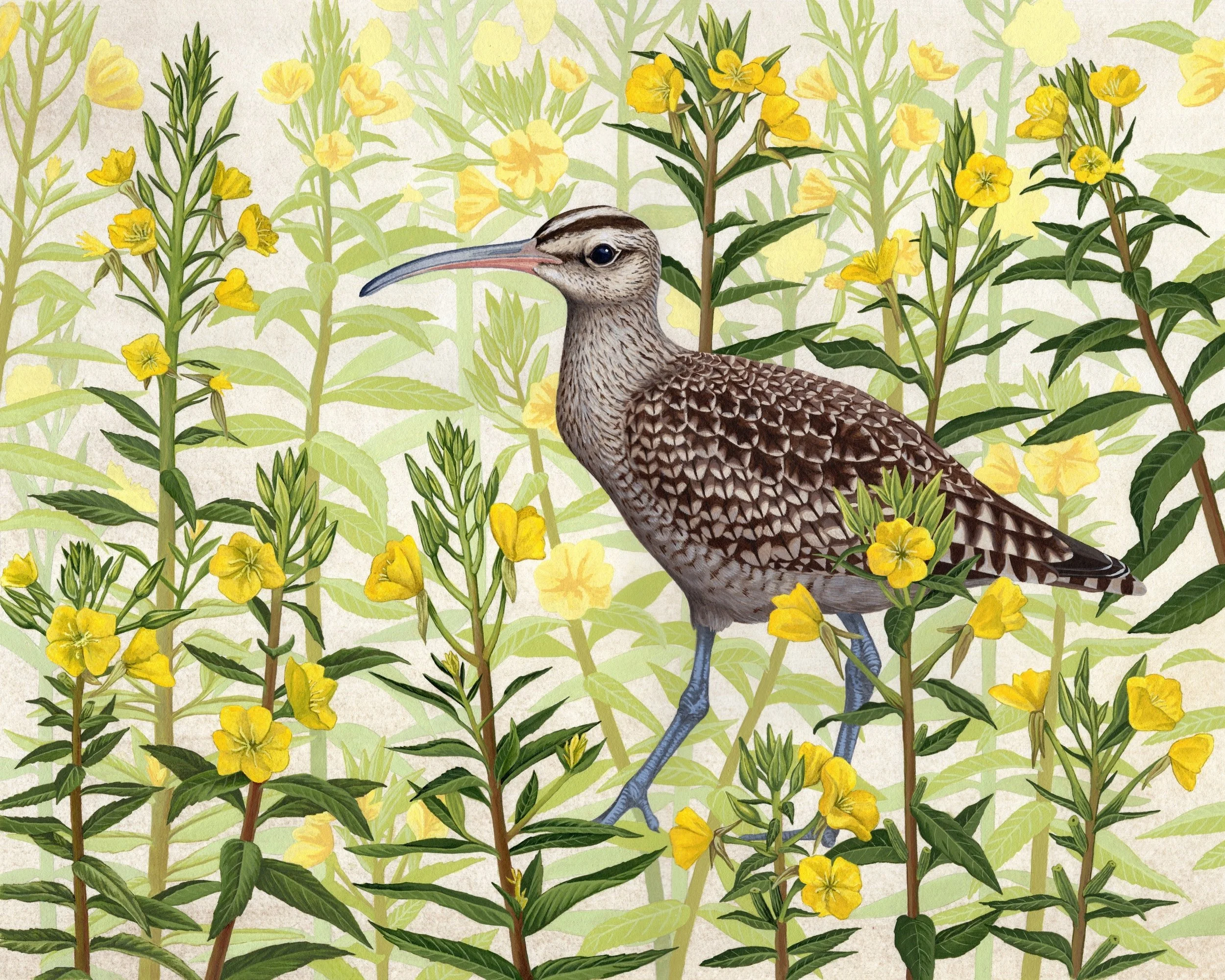 Whimbrel and Common Evening Primrose
