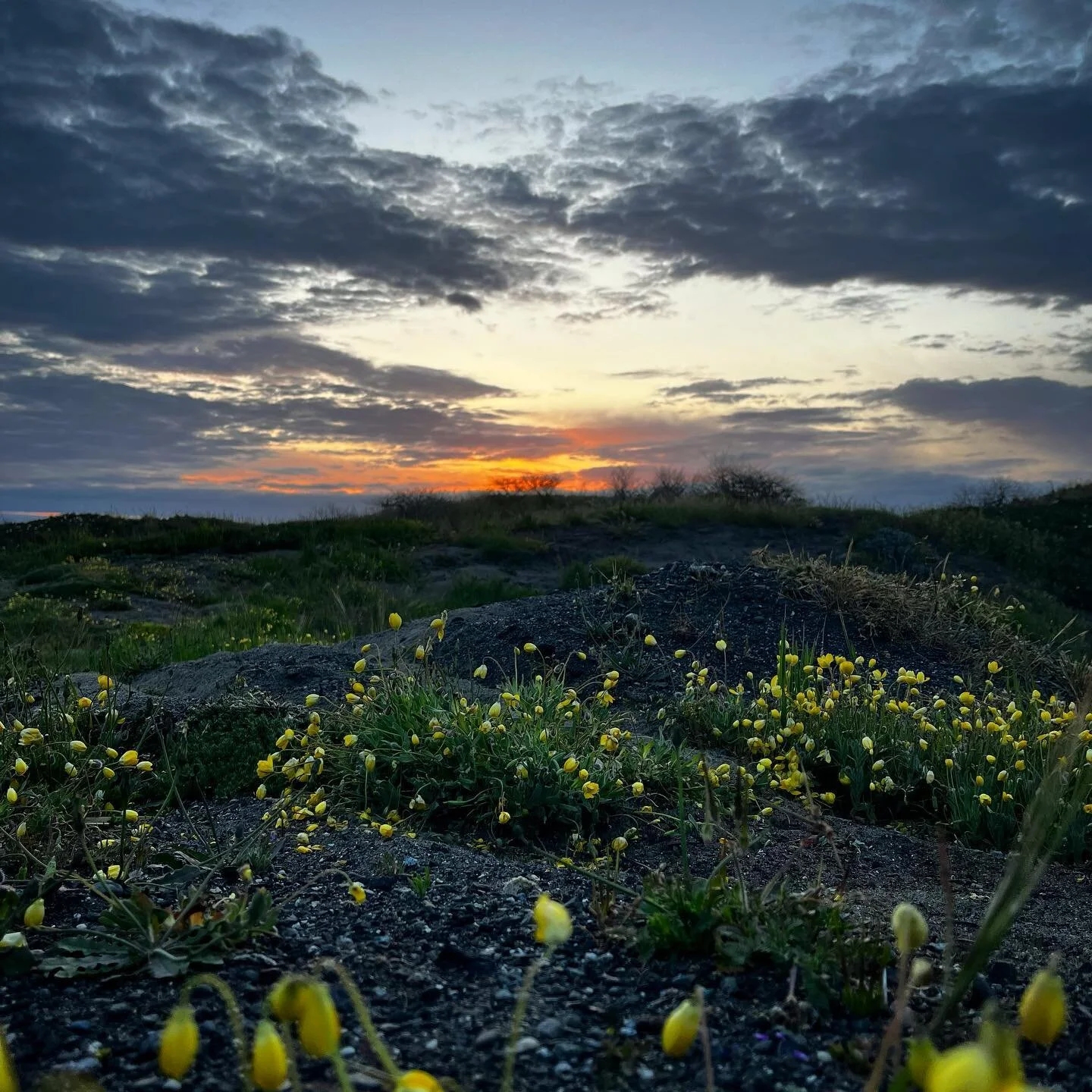 🌼