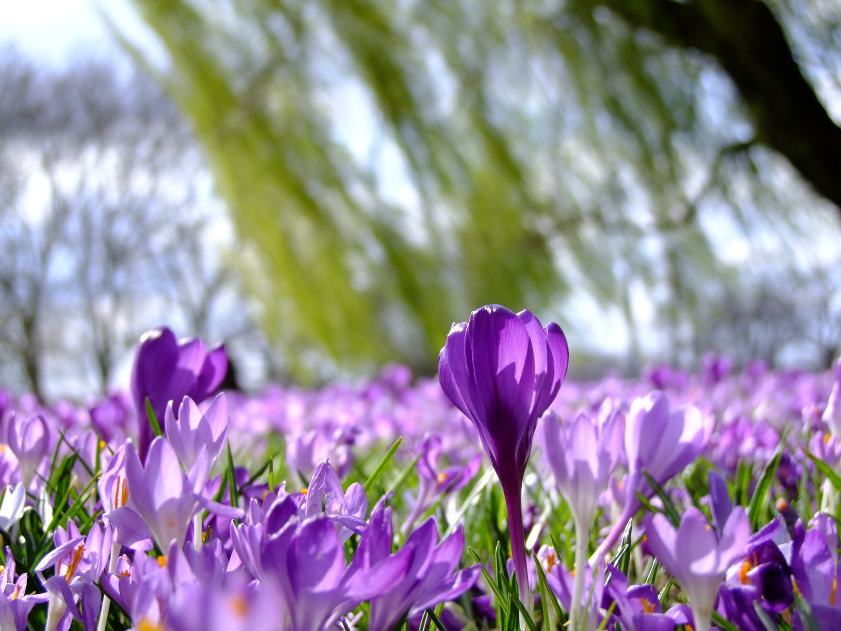 Gardiner_Flowers.jpg