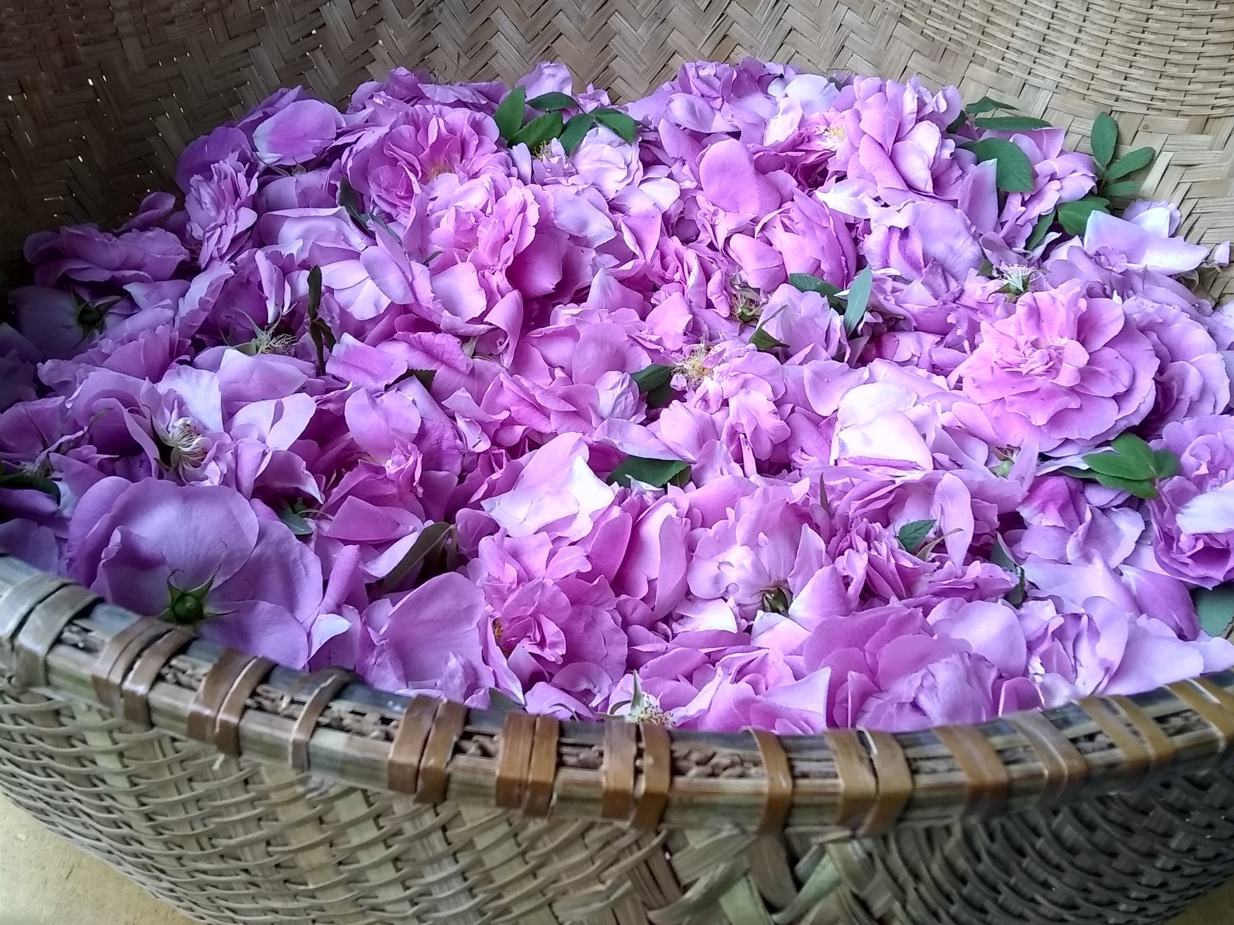 freshly harvested rose petals in harvest basket.jpg