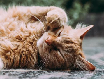 coolcat.jpg