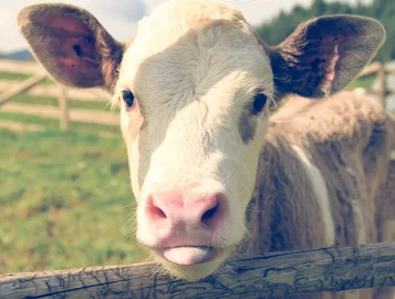 happycow_rev.jpg