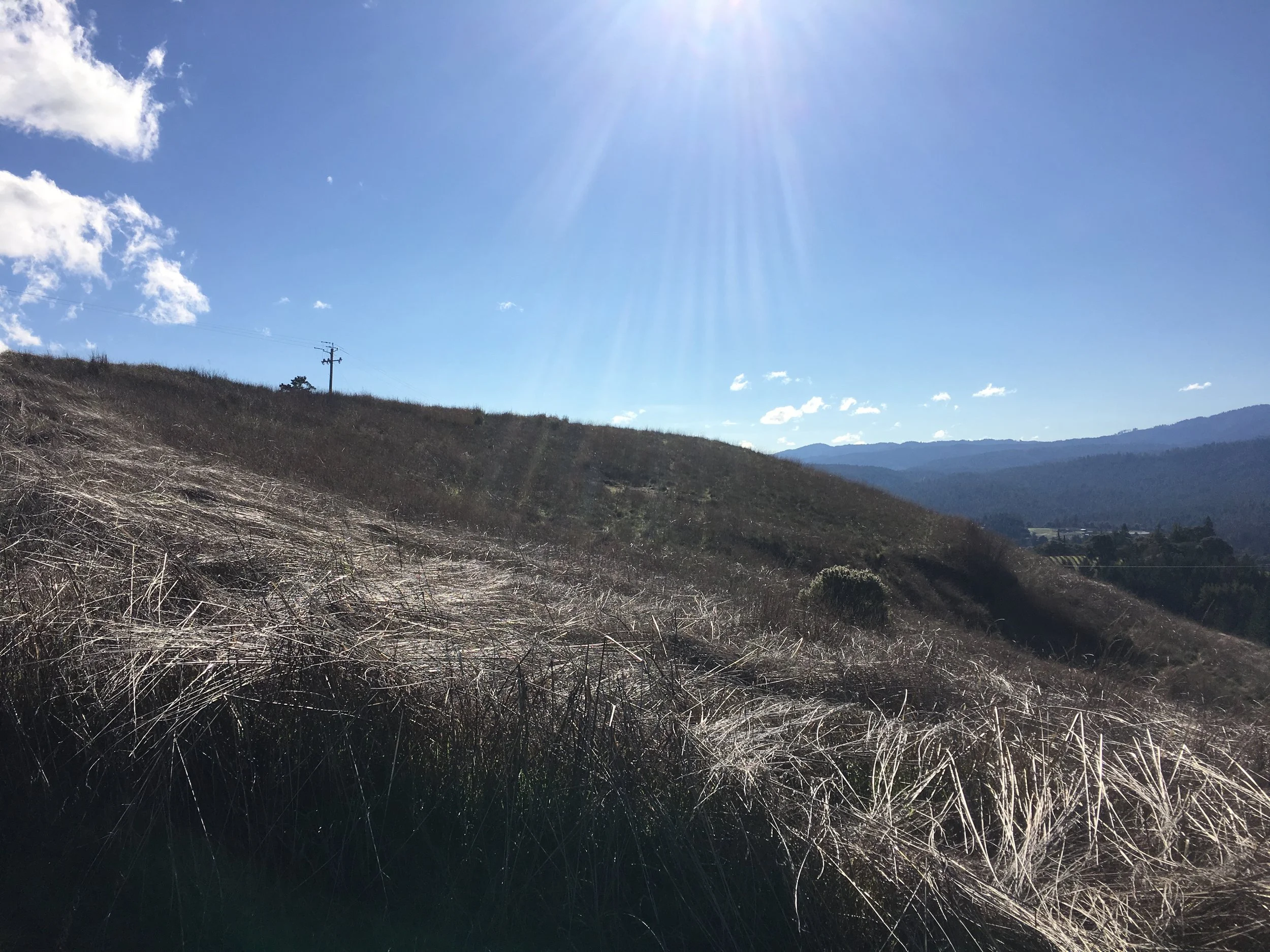 A meadow on a property for sale on Clow Ridge in Philo, CA.
