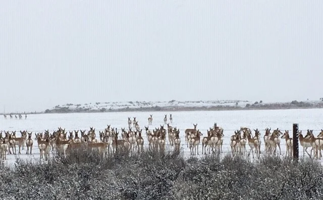 A Funeral in Alturas