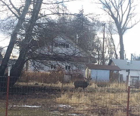 Mule deer in Alturas.
