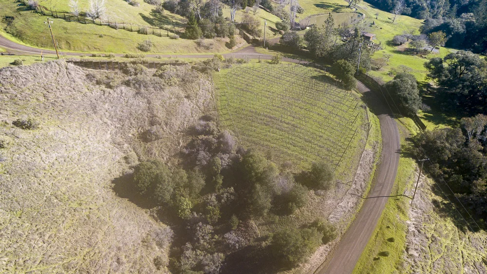 Vineyard in the sun, Philo, CA 95466
