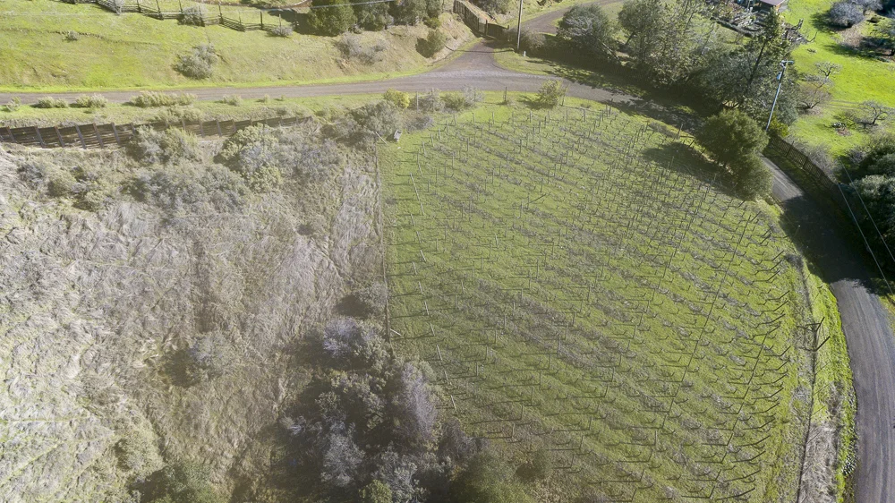Another view of the one acre award winning vineyard in Anderosn Valley with 3 bedr, 2 bath home on 21 acres.