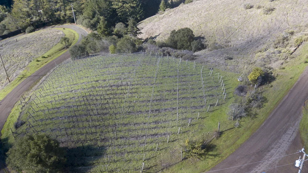 Close-up of the one acre vineyard. bio-dynamically grown.