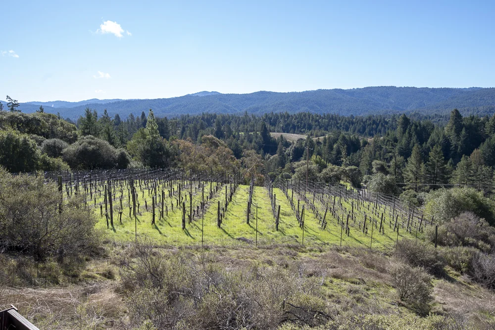 One acre award winning vineyard.