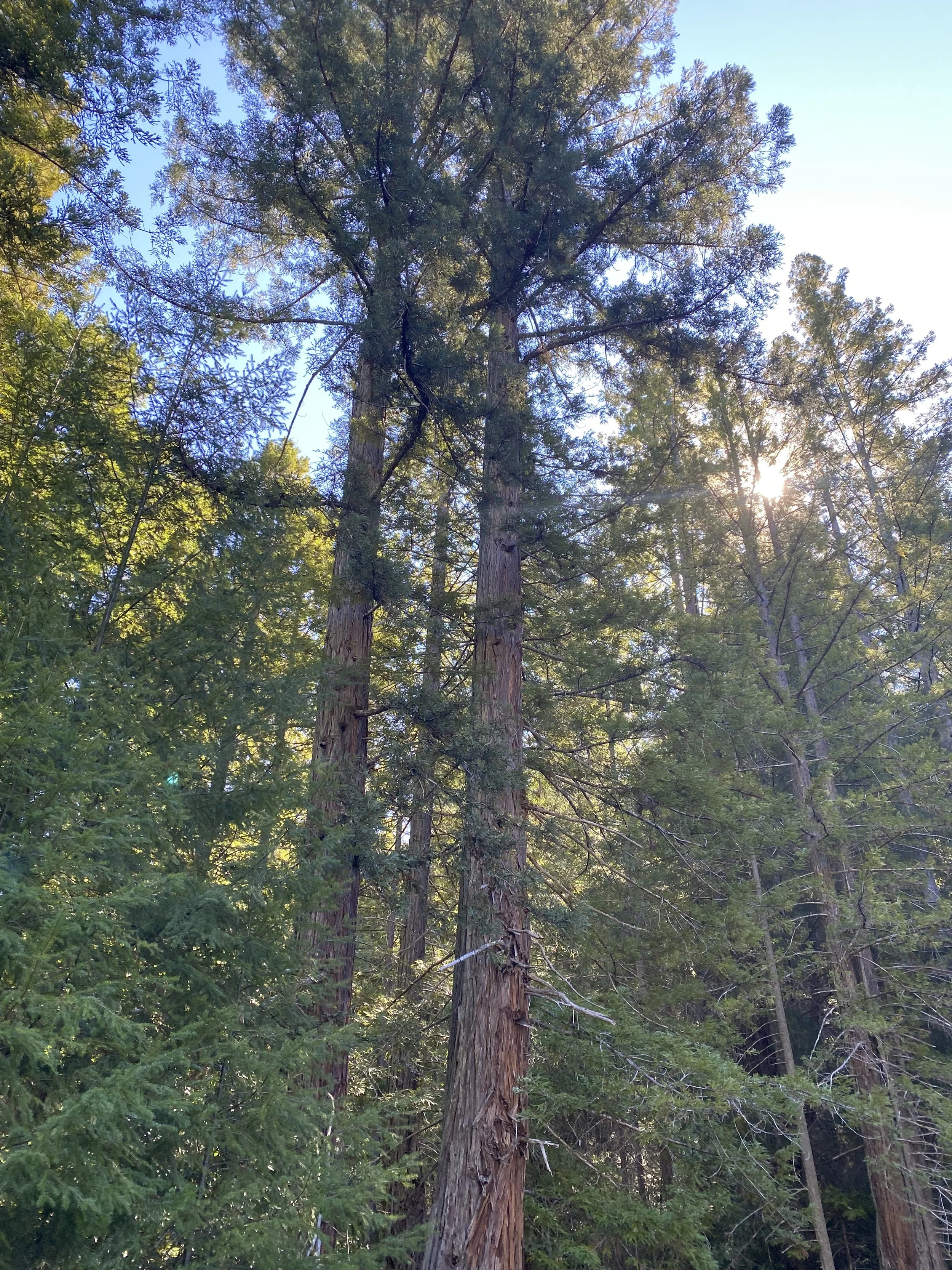 Large Redwoods