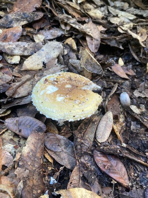 non edible amanita.jpg