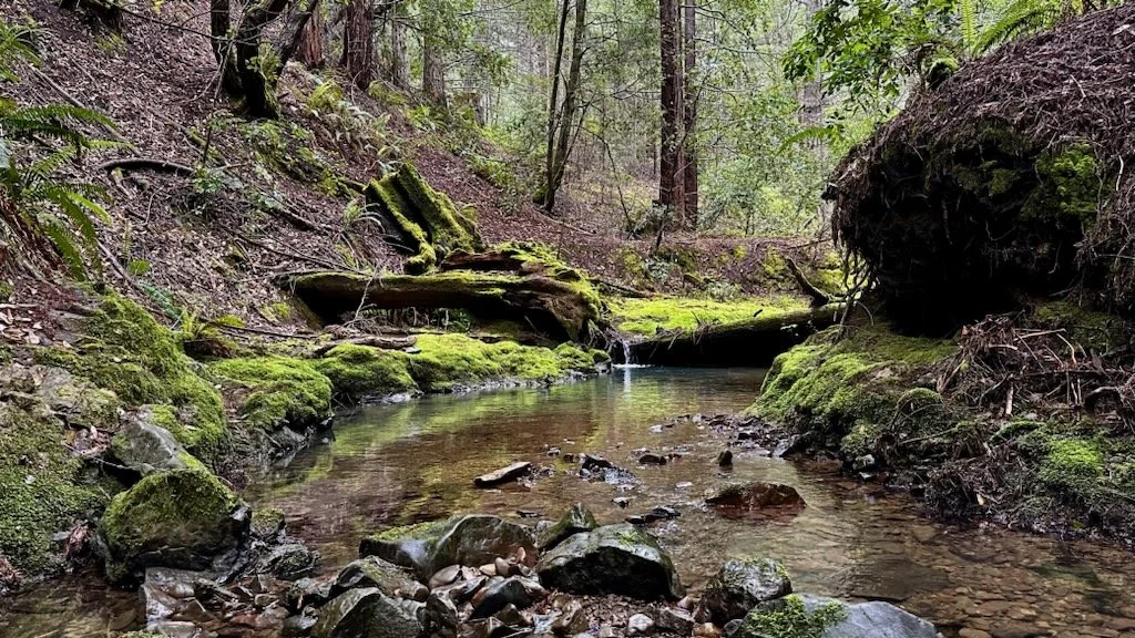 68 meyer gulch spring.jpeg