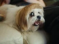 Uber Eats - Dog Grooming