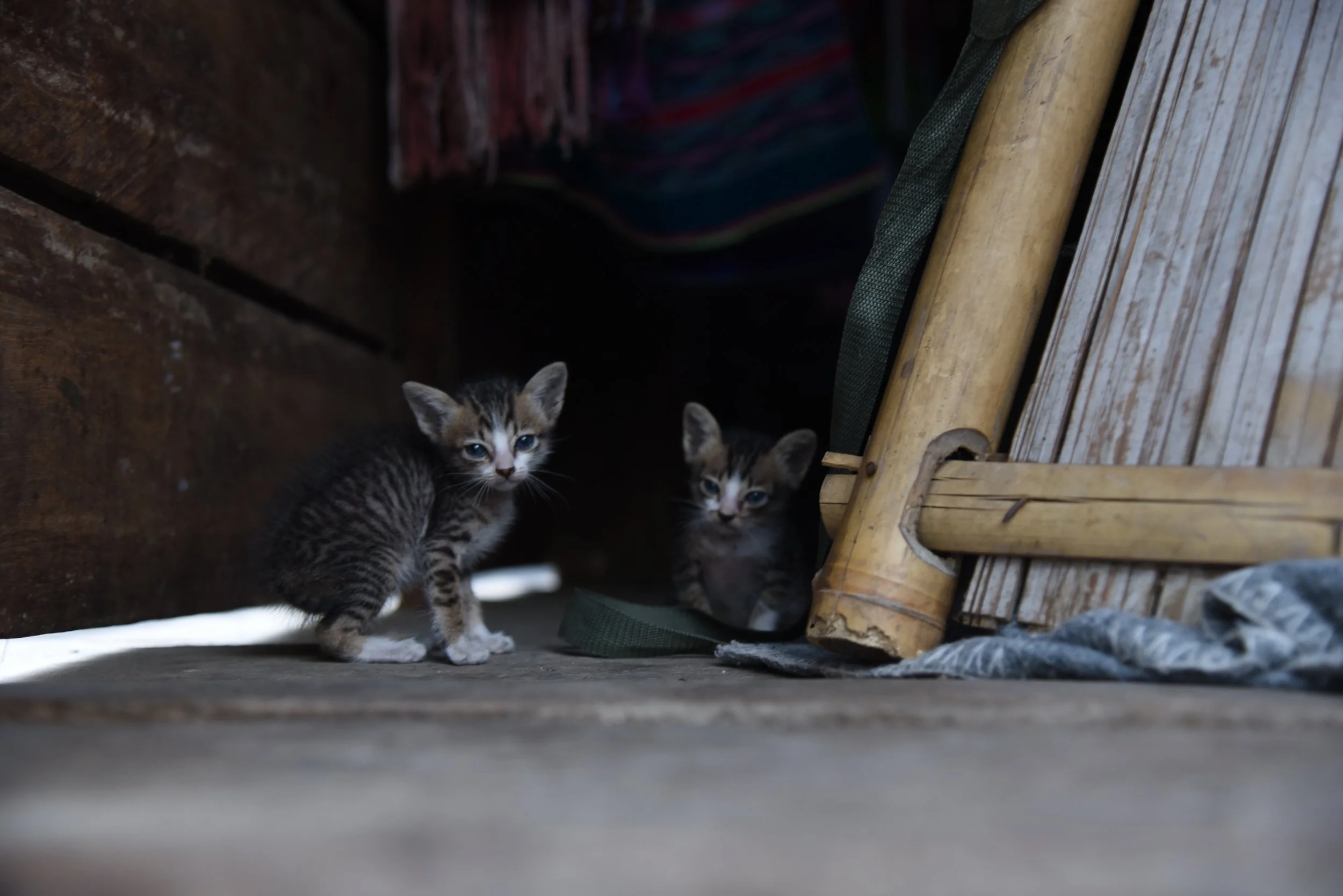DSC_2559.jpg