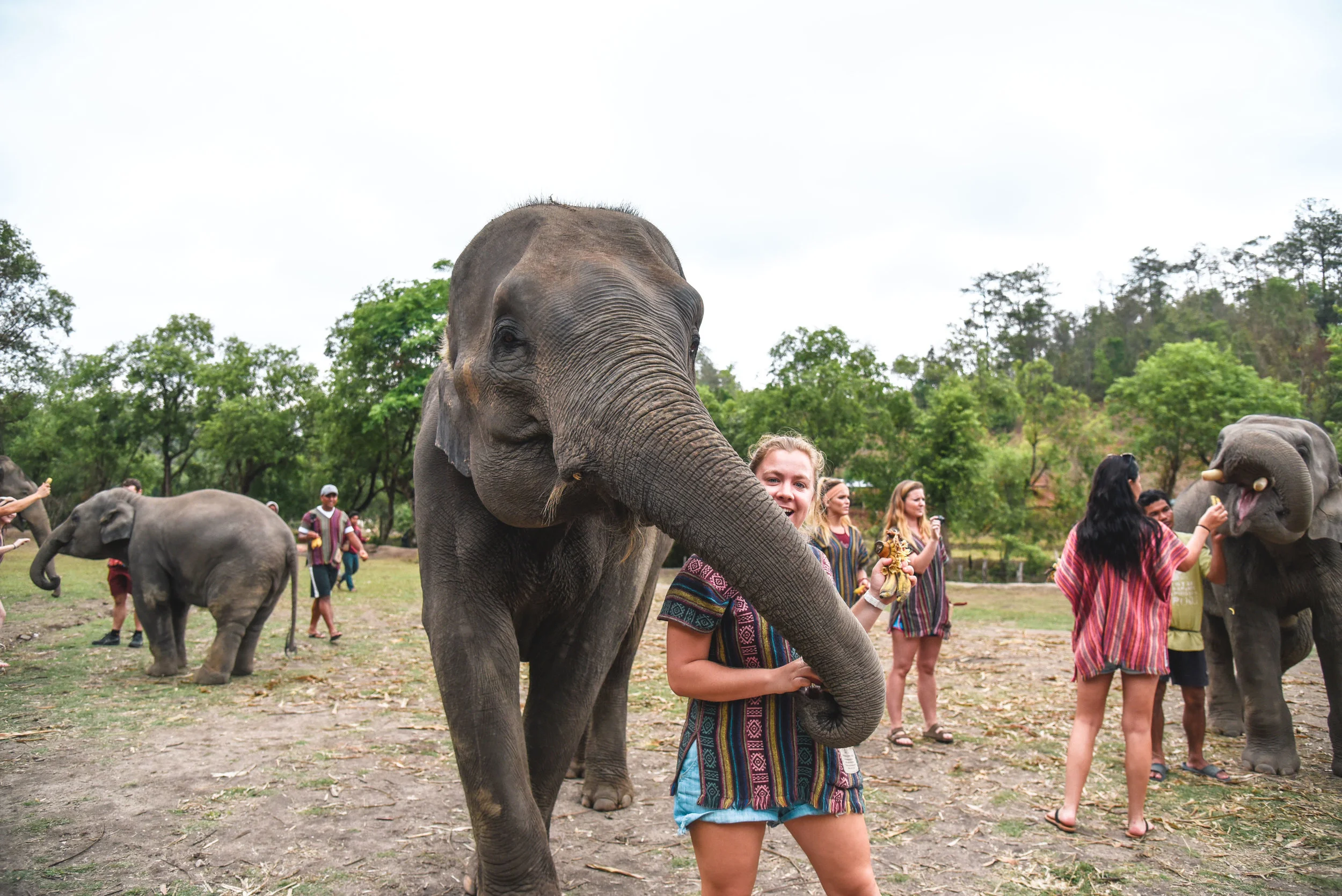 Play with elephants in Chiang, Mai, Thailand