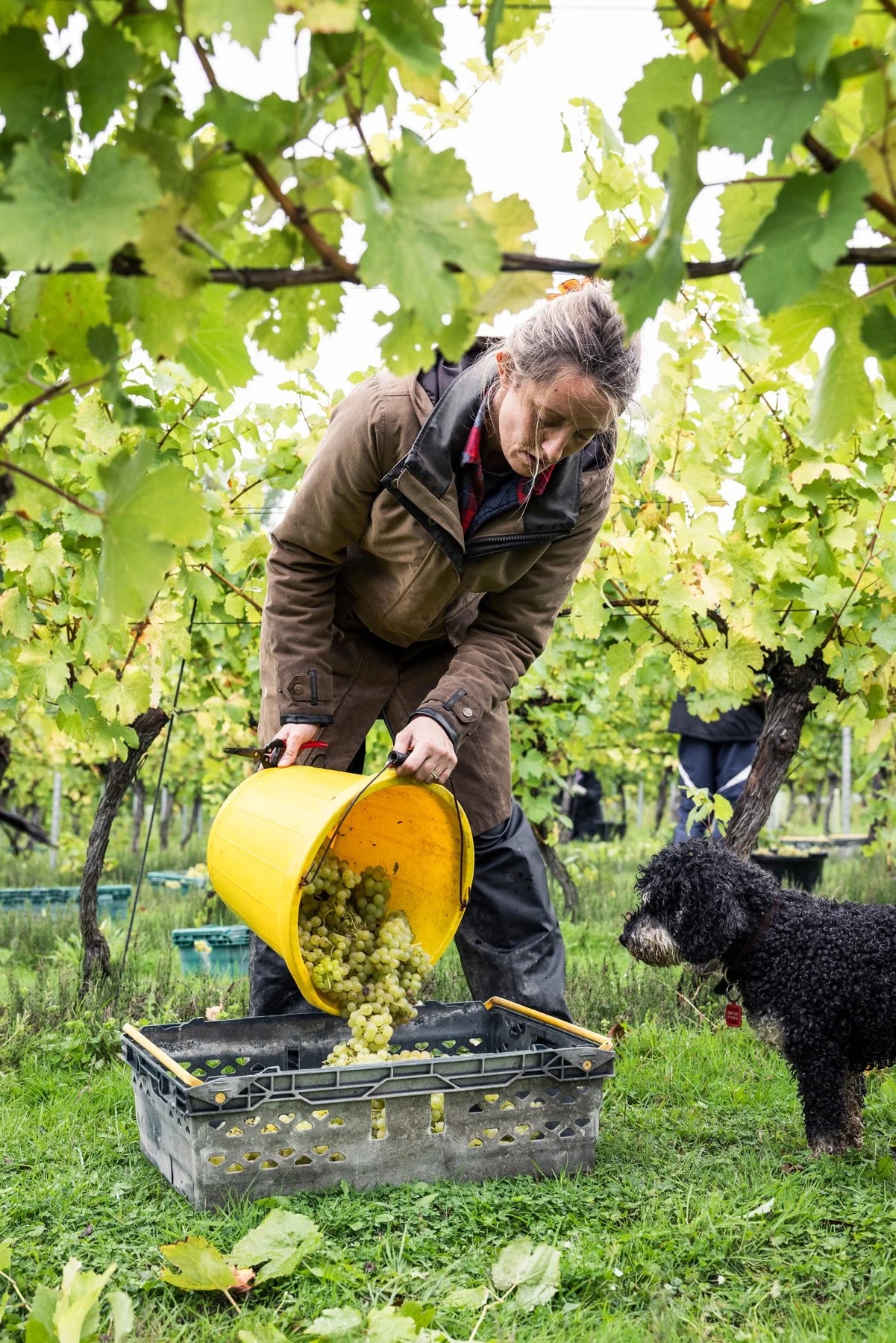 Gladwins_Nutbourne_Sept 2025_040.jpg