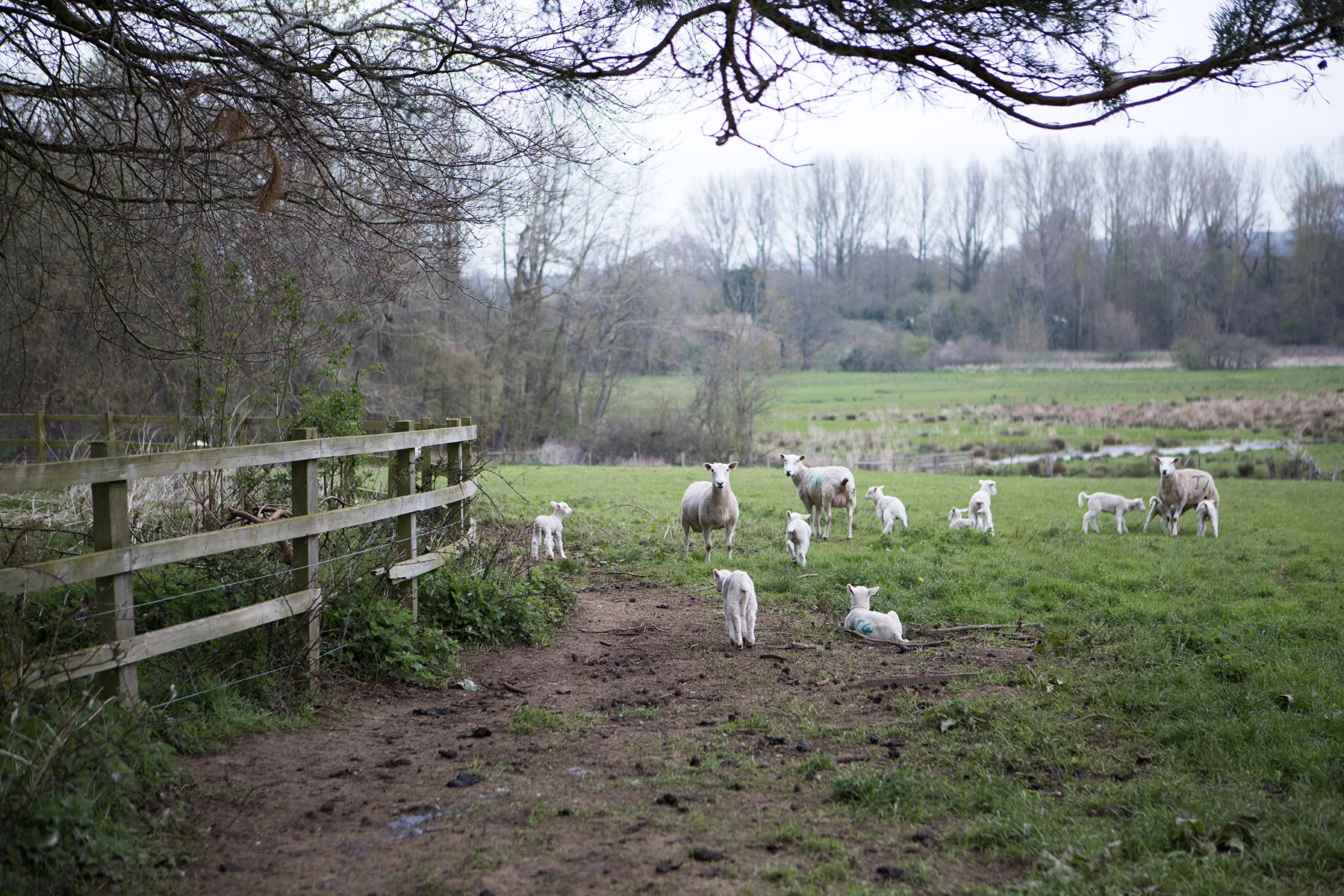 Daylesford_sheep.jpg
