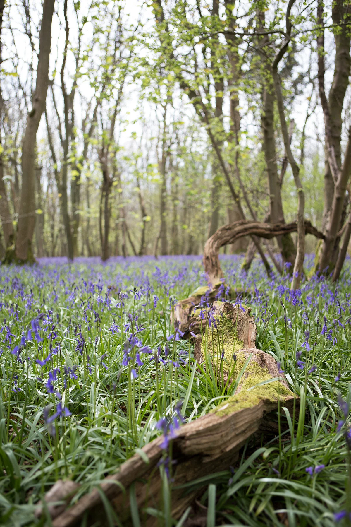 Daylesford_bluebells.jpg