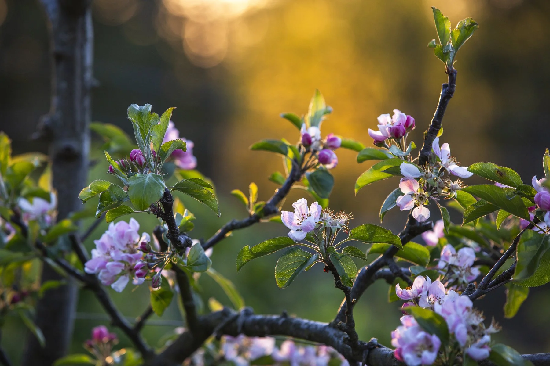 WEB Gravetye Kitchen Garden May_CFrawley_04.JPG
