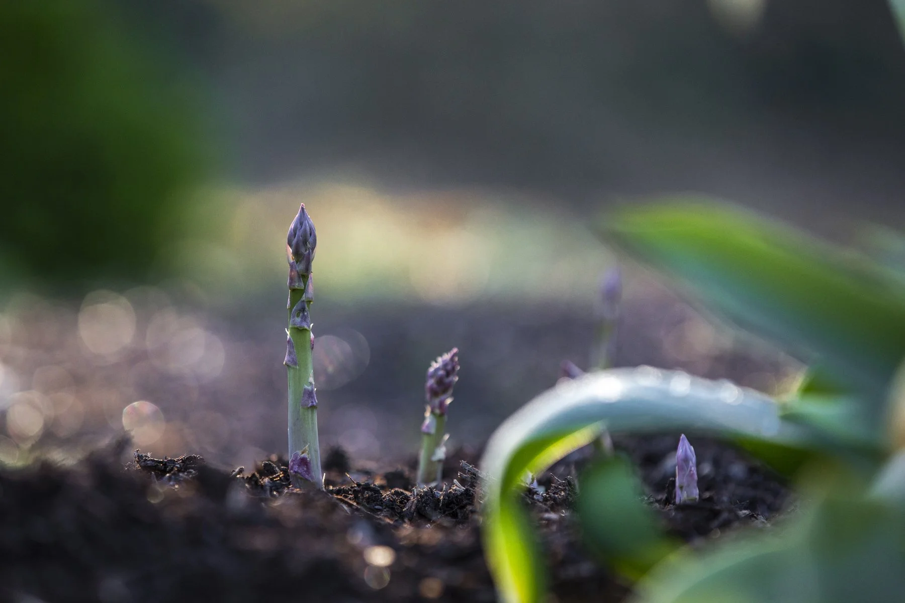 WEB Gravetye Kitchen Garden May_CFrawley_18.JPG