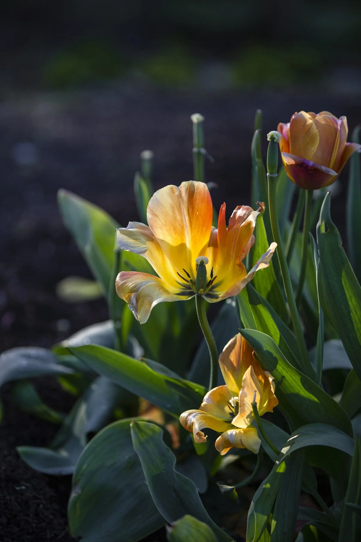 WEB Gravetye Kitchen Garden May_CFrawley_25.JPG