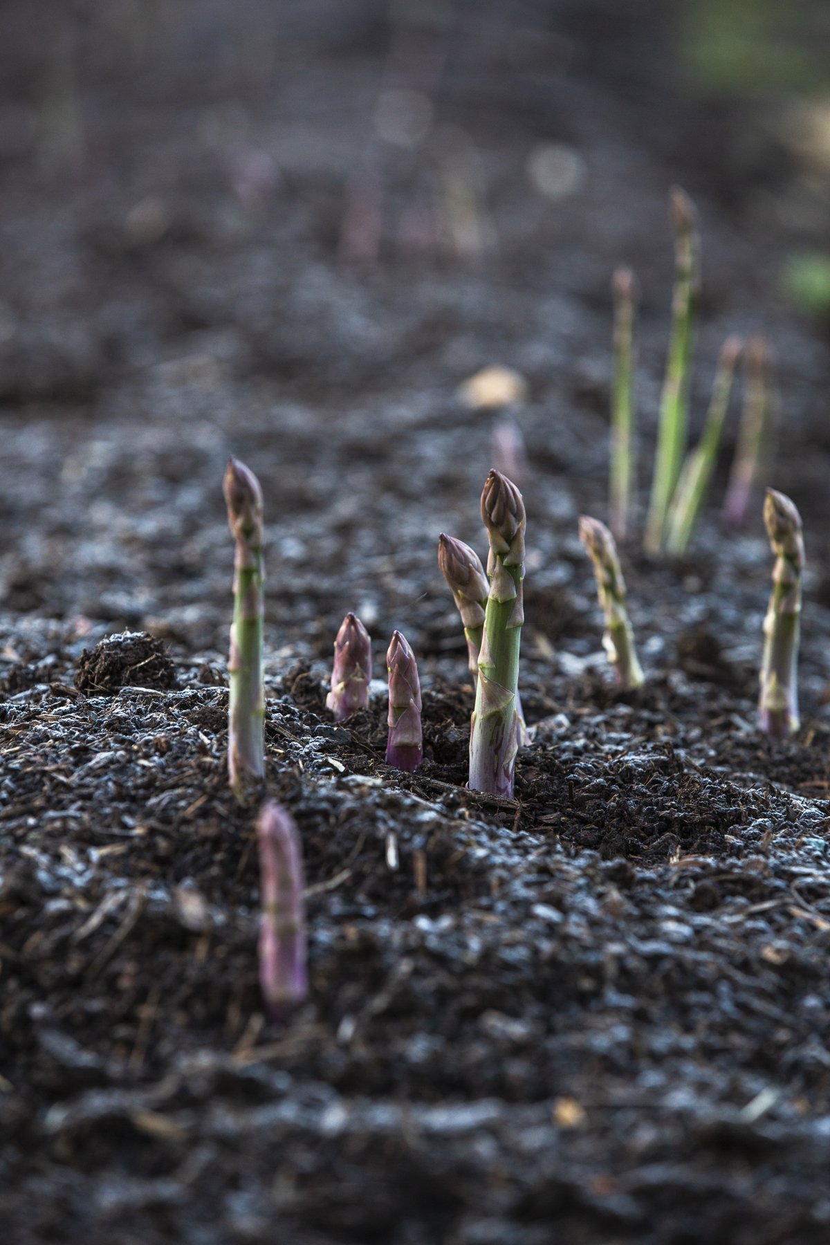 WEB Gravetye Kitchen Garden May_CFrawley_13.JPG