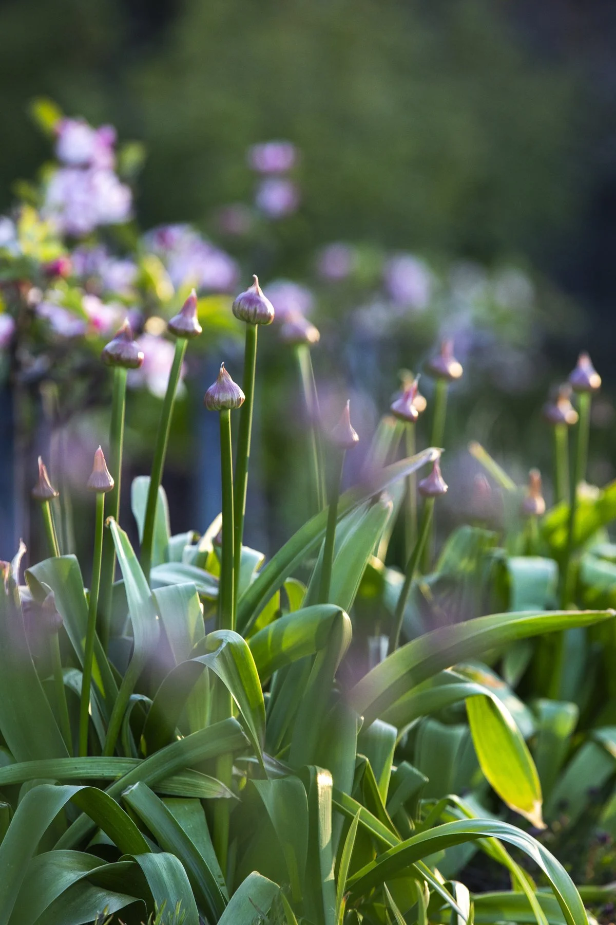 WEB Gravetye Kitchen Garden May_CFrawley_23.JPG