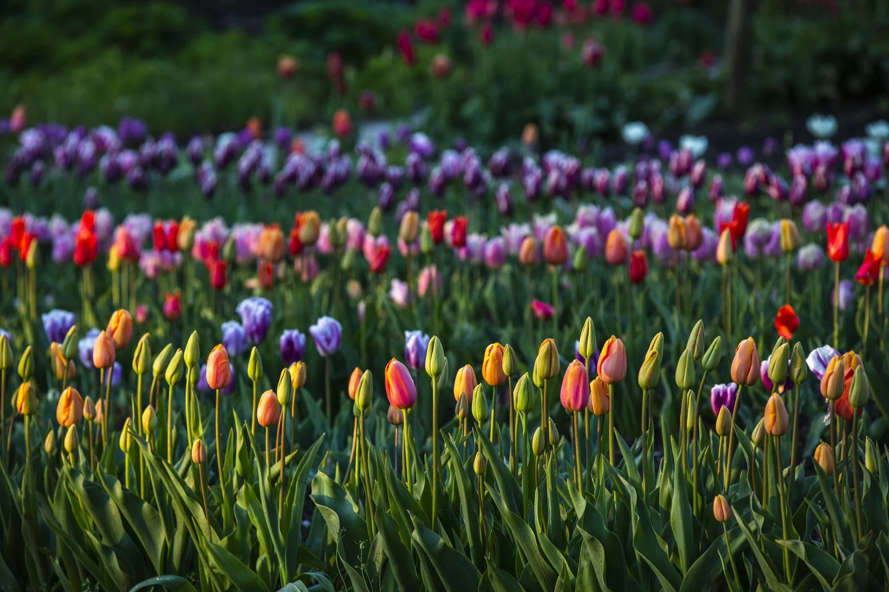 WEB Gravetye Kitchen Garden May_CFrawley_07.JPG