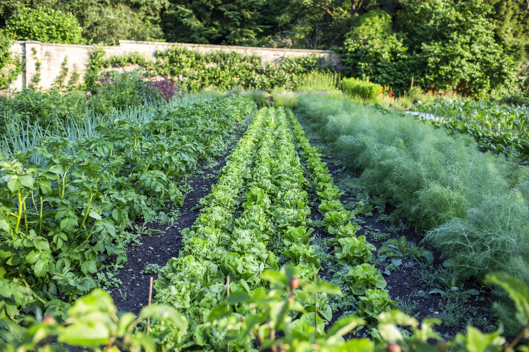 WEB Gravetye Kitchen Garden Jul21_CFrawley_022.JPG