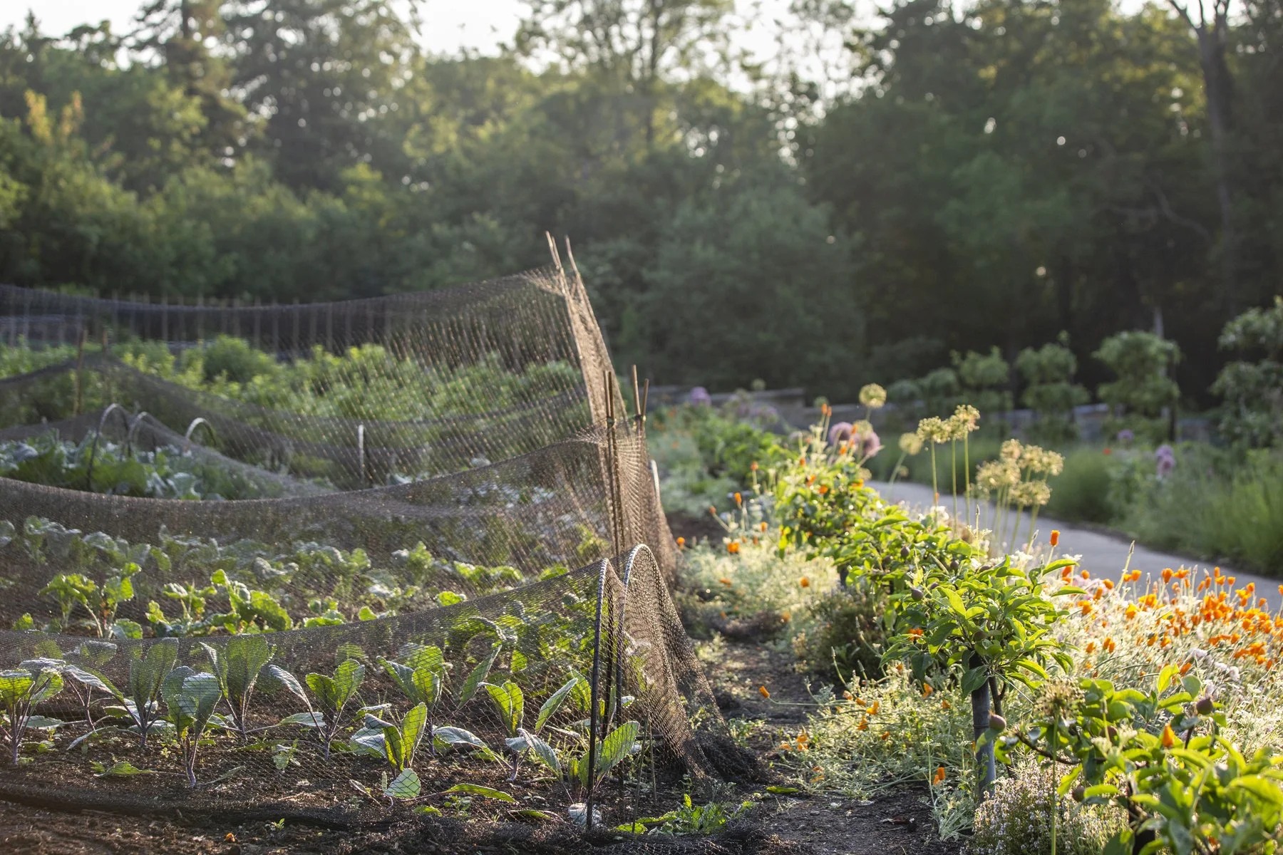 WEB Gravetye Kitchen Garden Jul21_CFrawley_006.JPG
