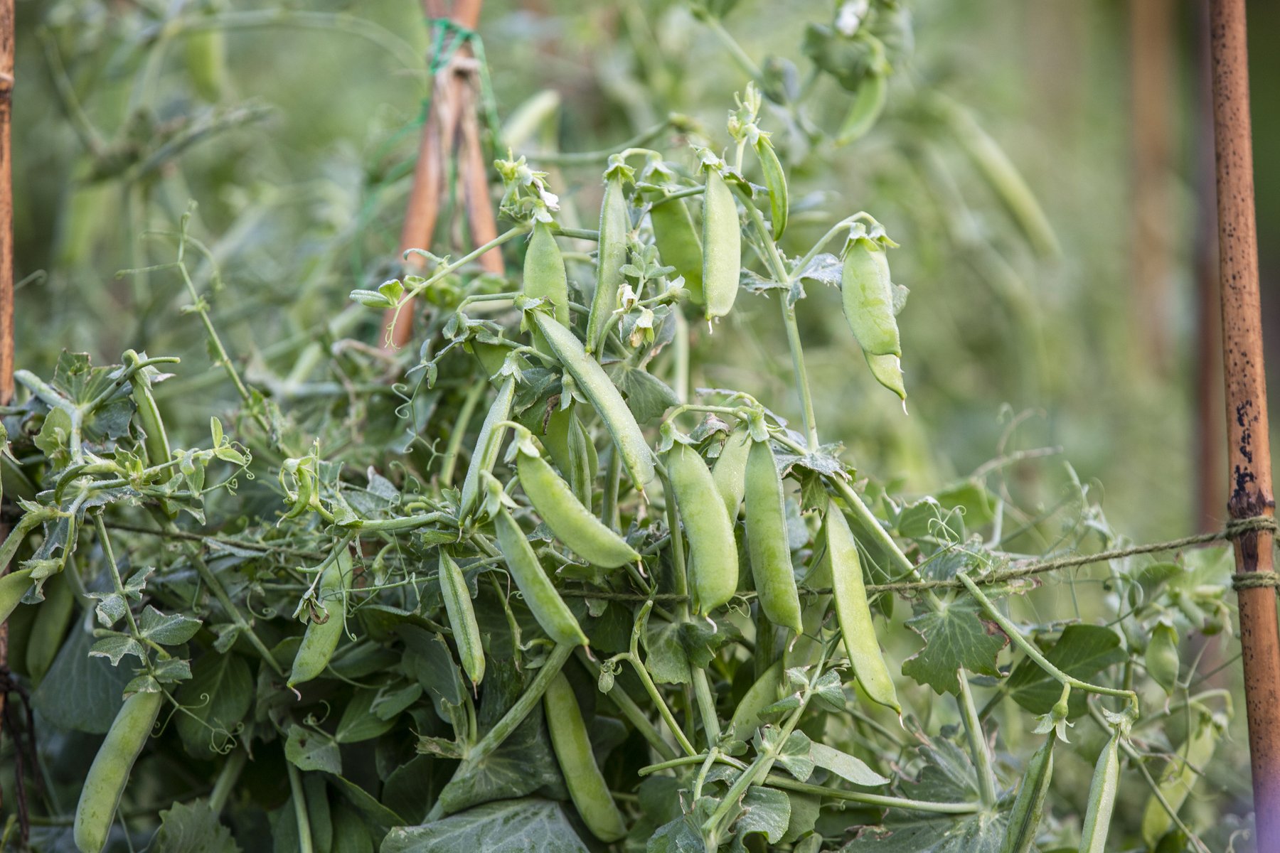 WEB Gravetye Kitchen Garden Jul21_CFrawley_003.JPG