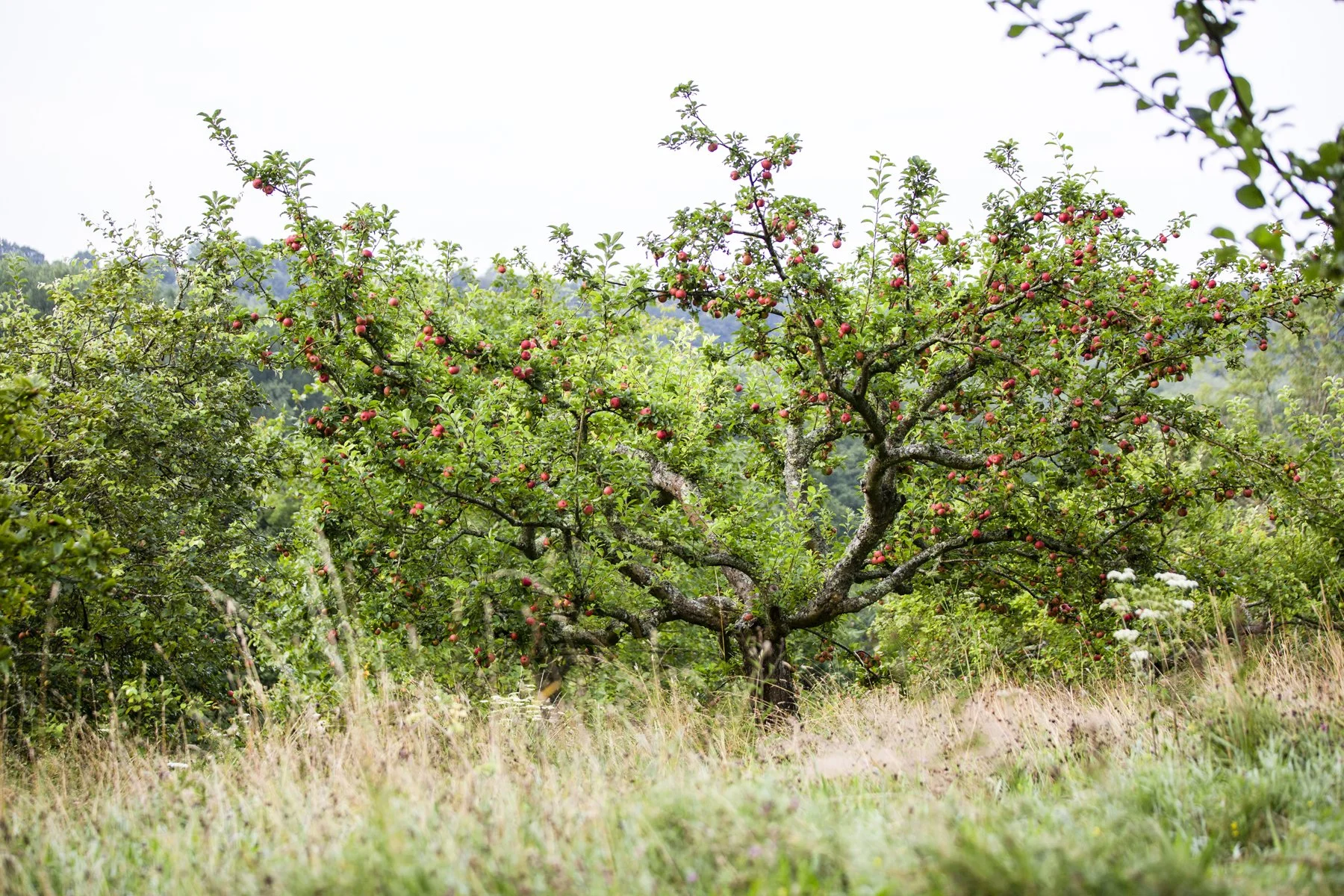 Gravetye Kitchen GardenAug21_cfrawley_09.jpg