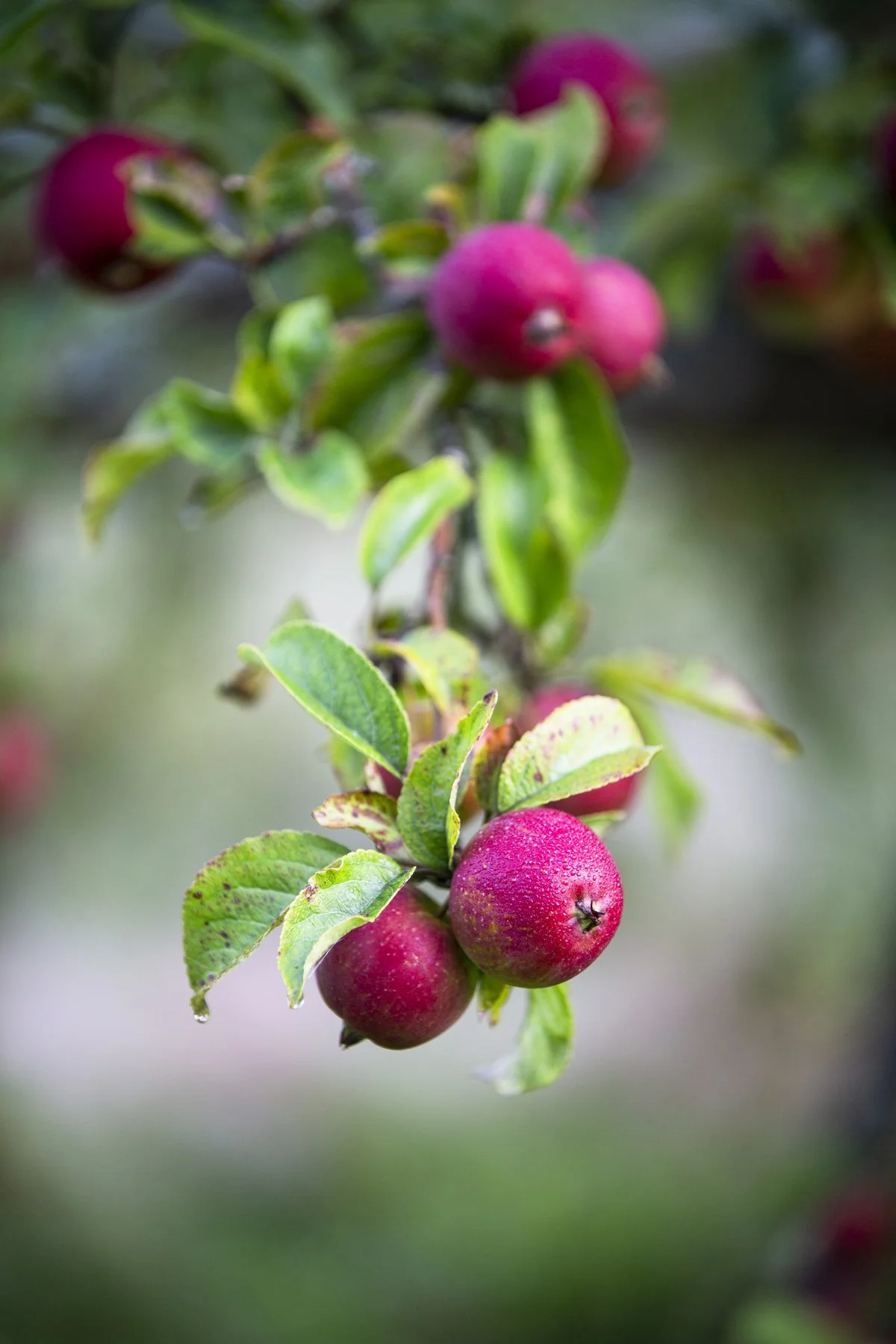 Gravetye Kitchen GardenAug21_cfrawley_02.jpg