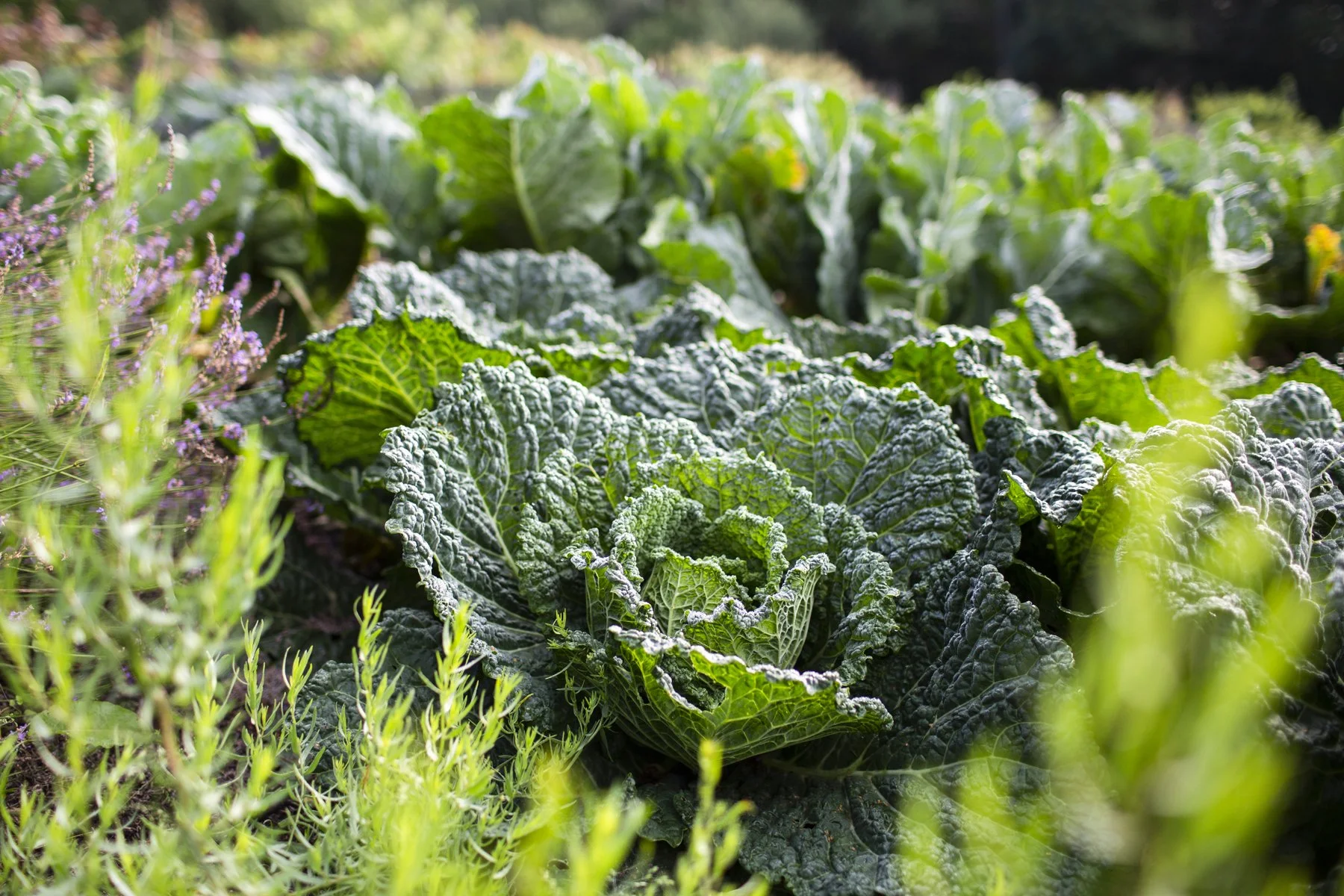 Gravetye Kitchen GardenAug21_cfrawley_22.jpg