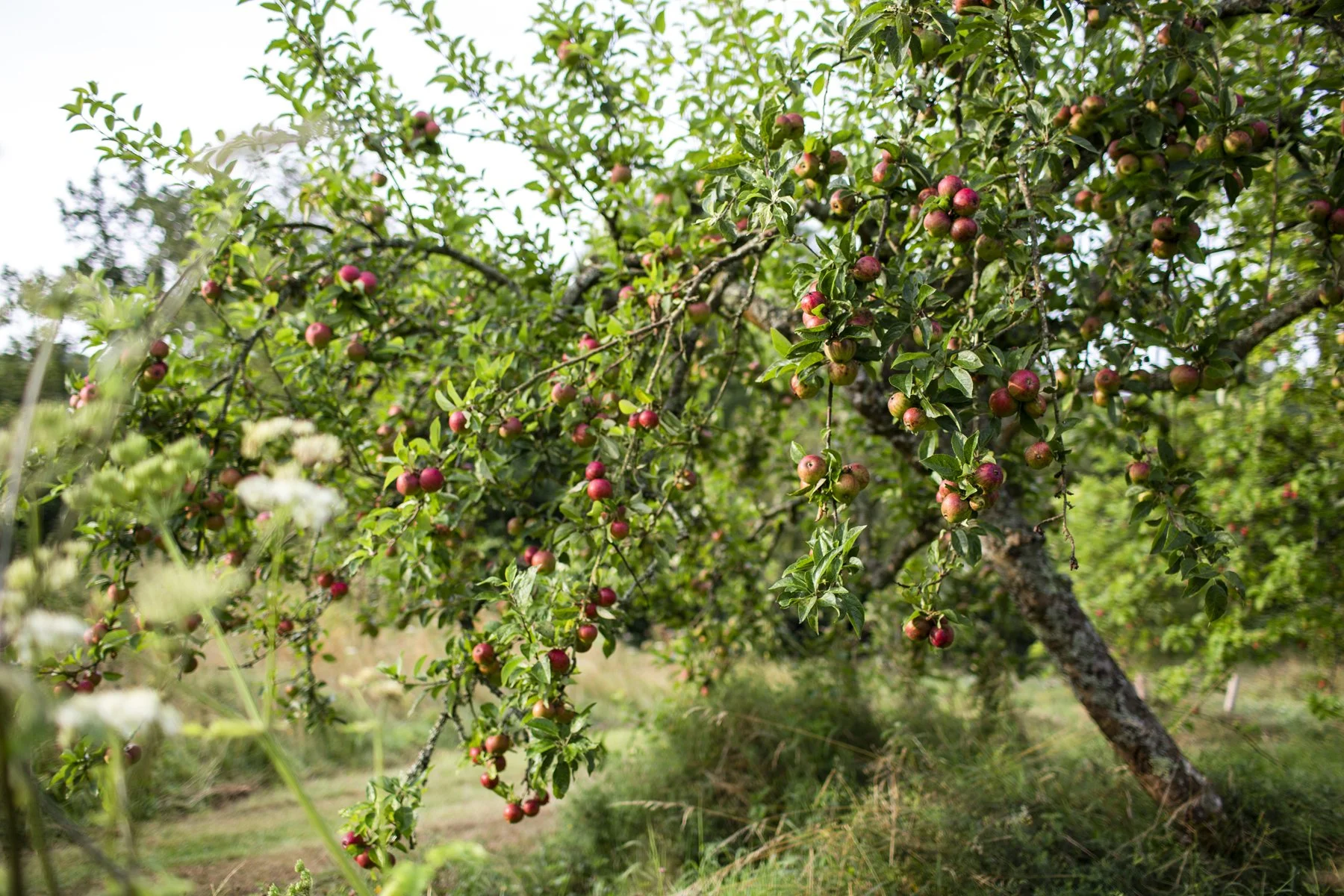 Gravetye Kitchen GardenAug21_cfrawley_16.jpg