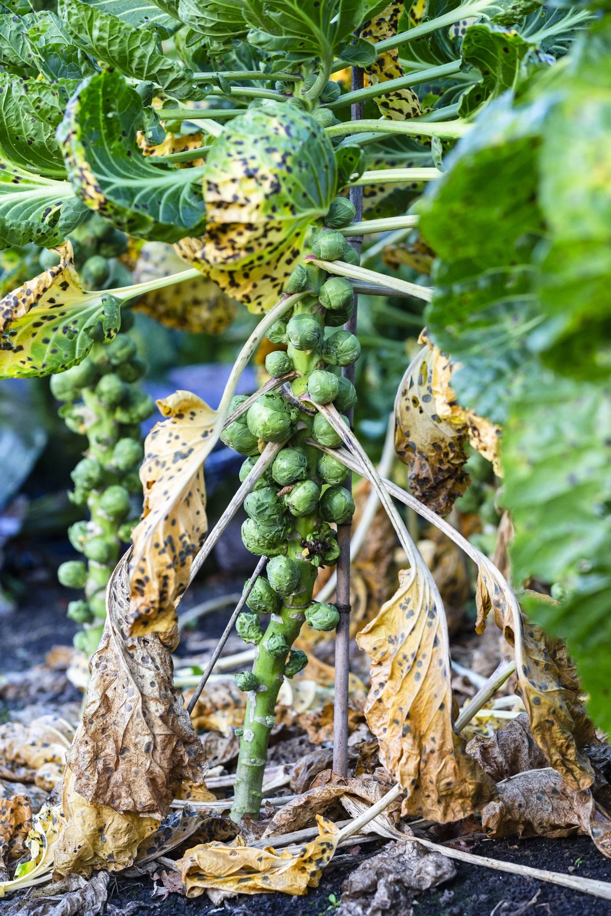 WEB Gravetye Nov 2021_16.JPG