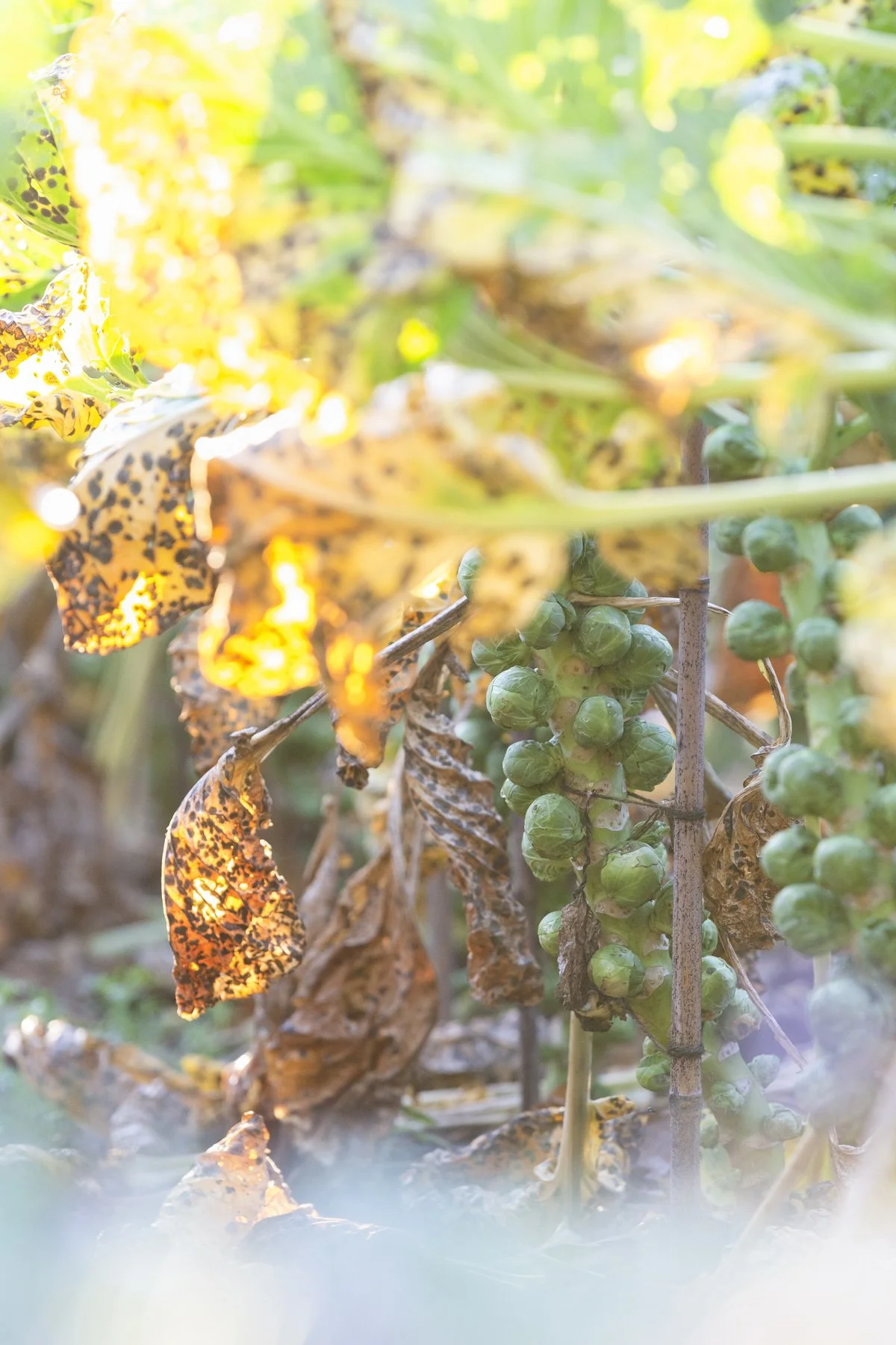 WEB Gravetye Nov 2021_17.JPG